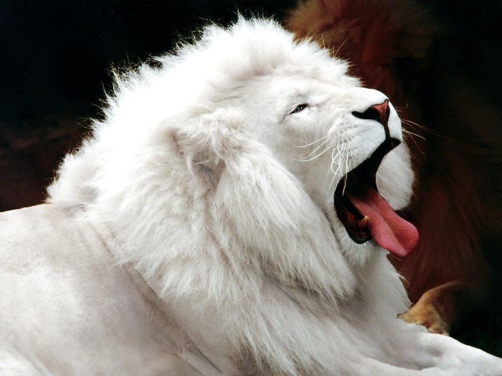 Wild White Lion HD Wallpaper