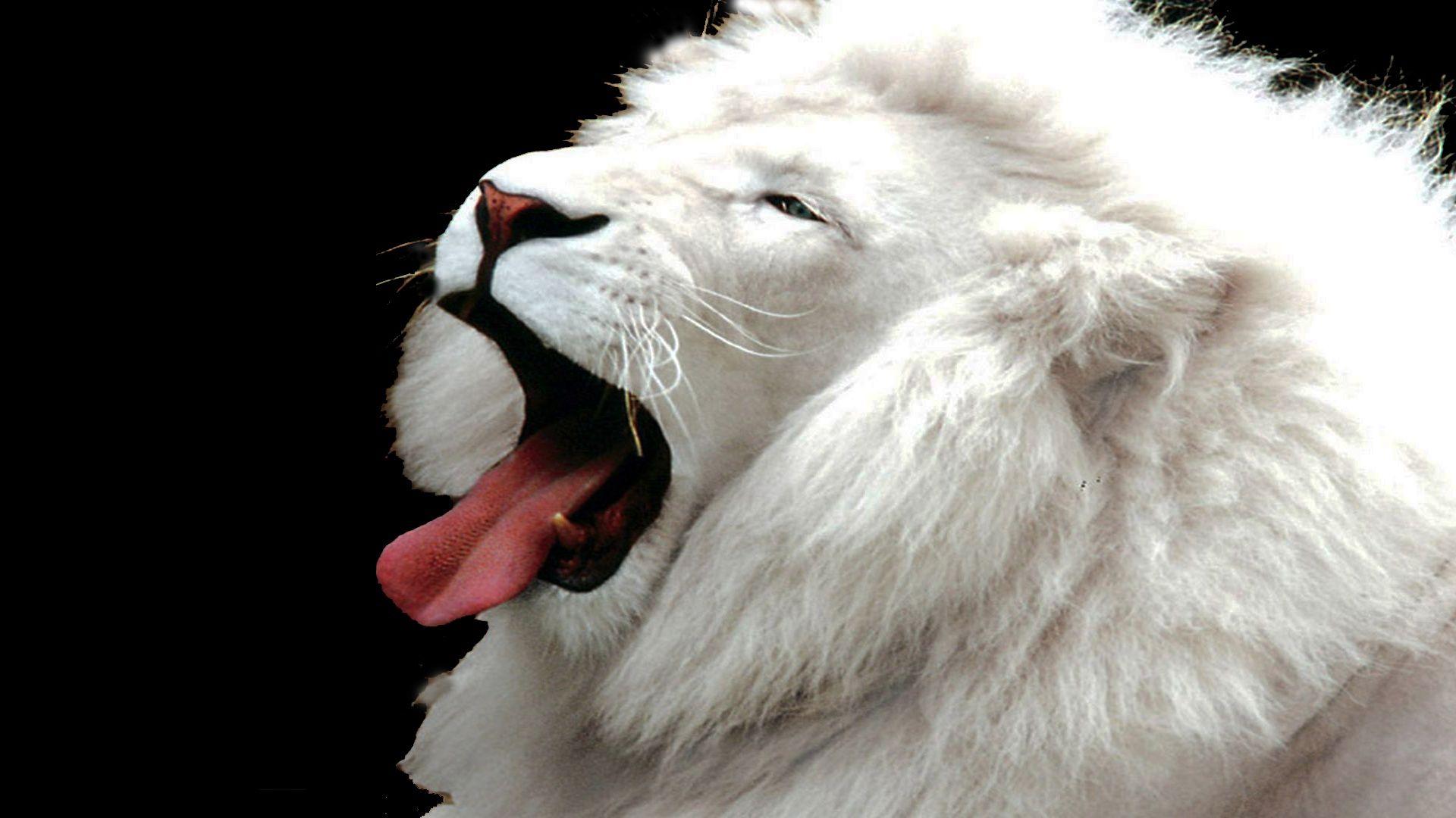 White Lion Pics High Resolution Download