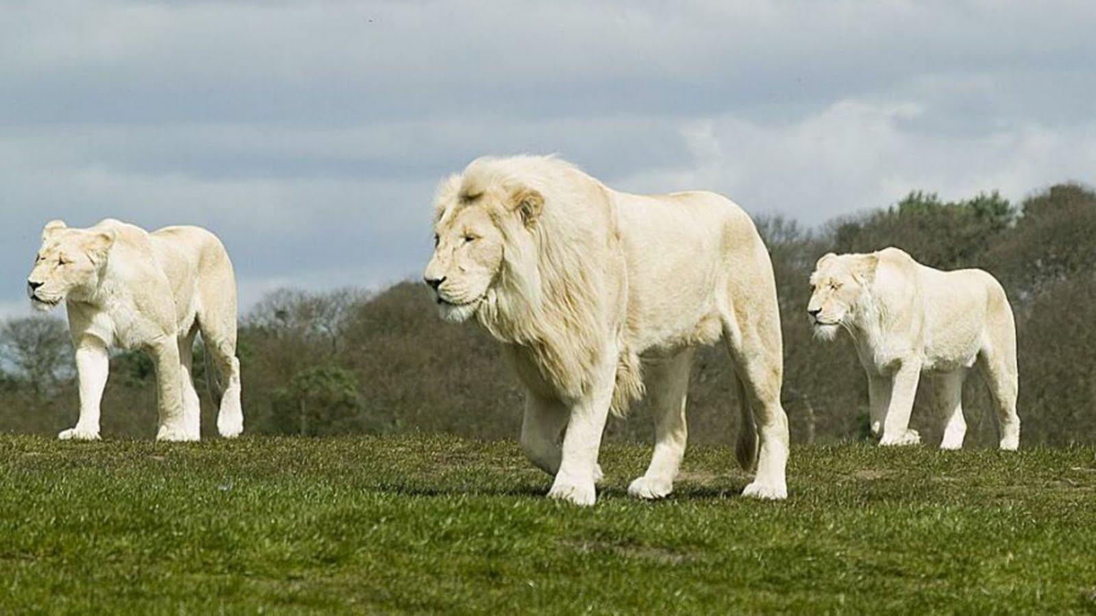 White Lion High Resolution Wallpaper « Why