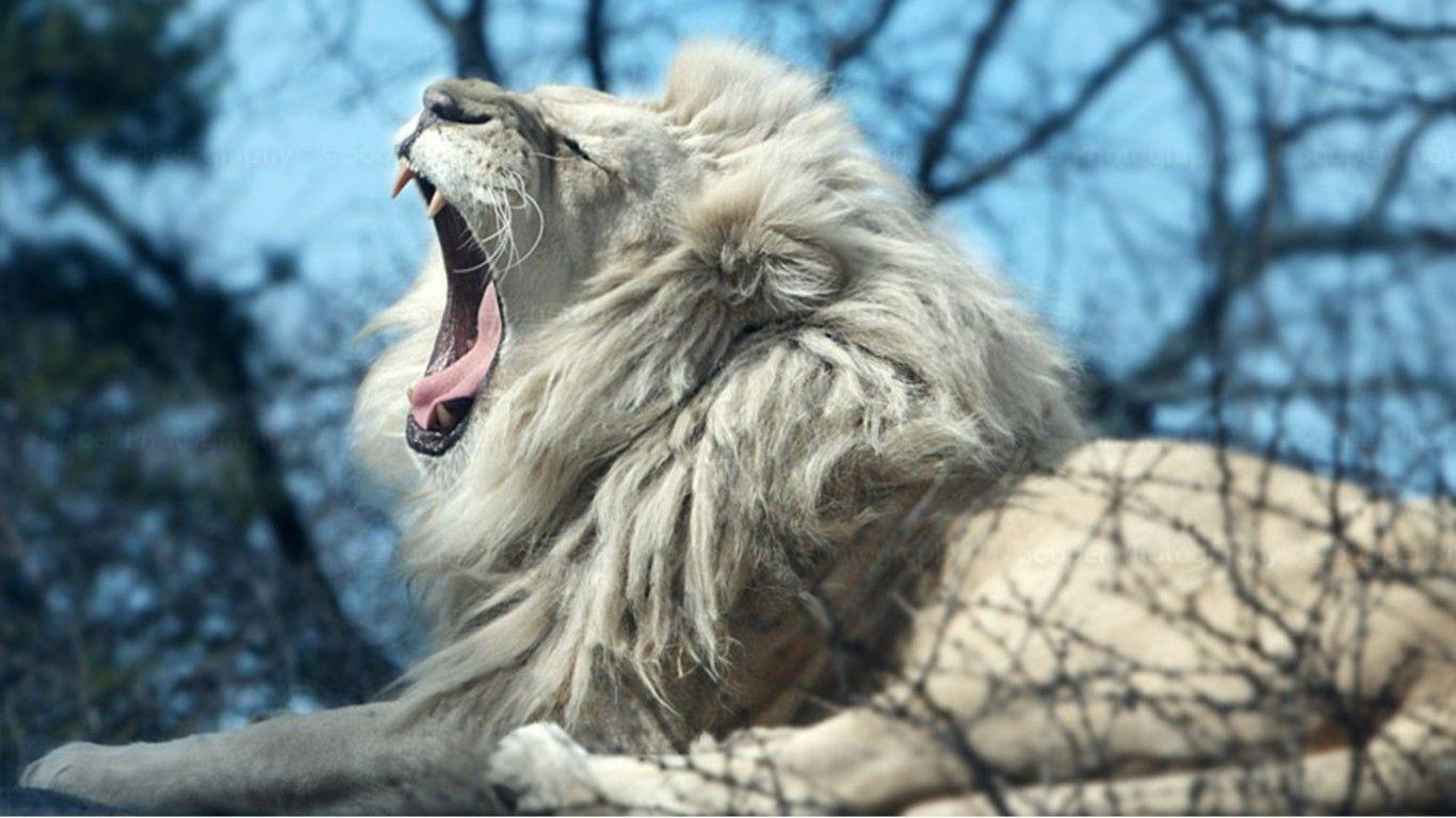 фото морда белый лев