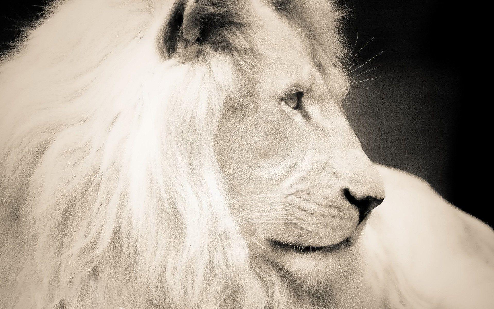 White Lion Background HD