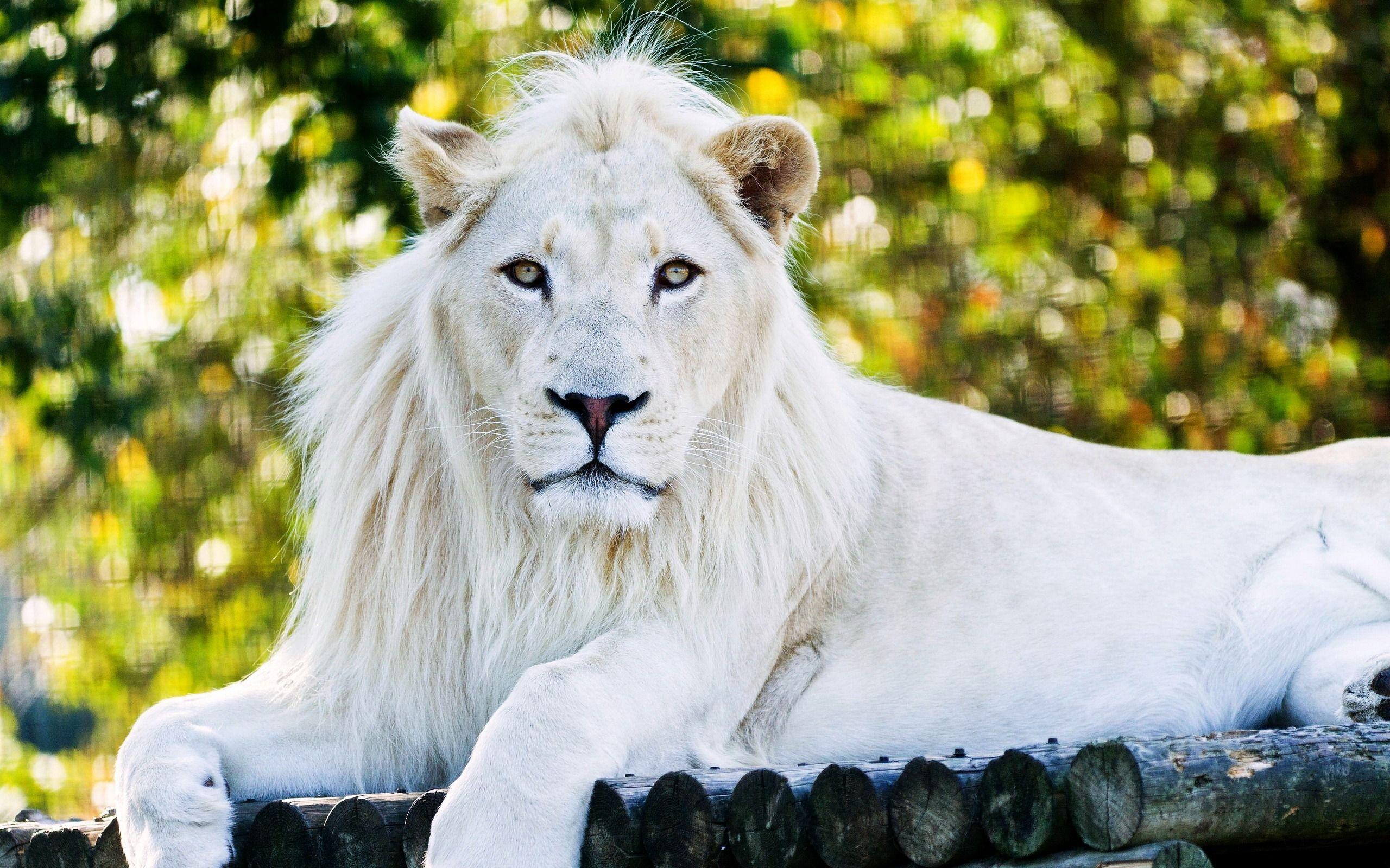 White Lion, HD Animals, 4k Wallpaper, Image, Background, Photo