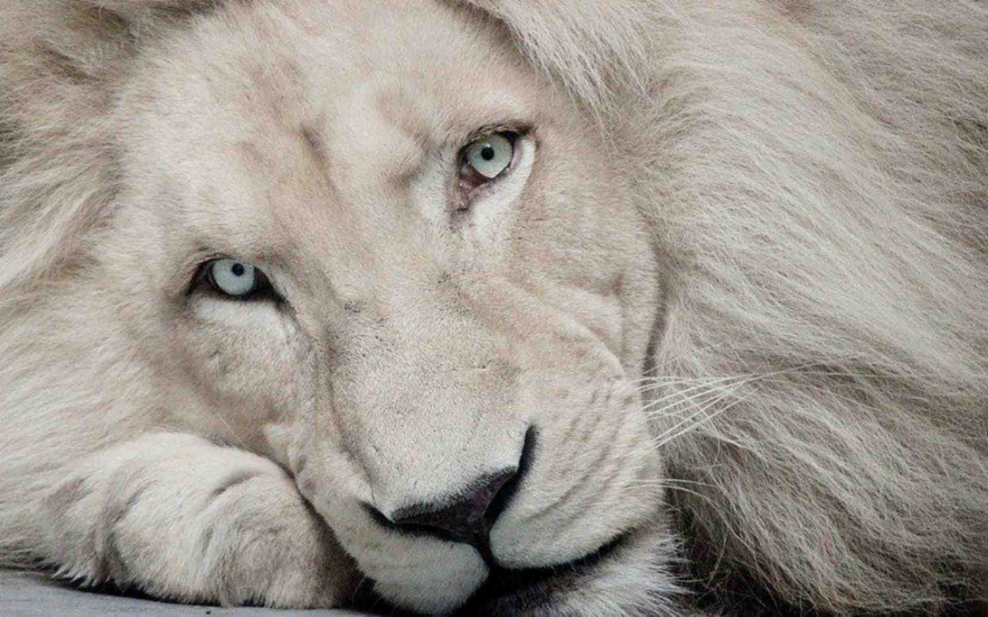 White Lion HD Wallpaper 1080p Lion 2018