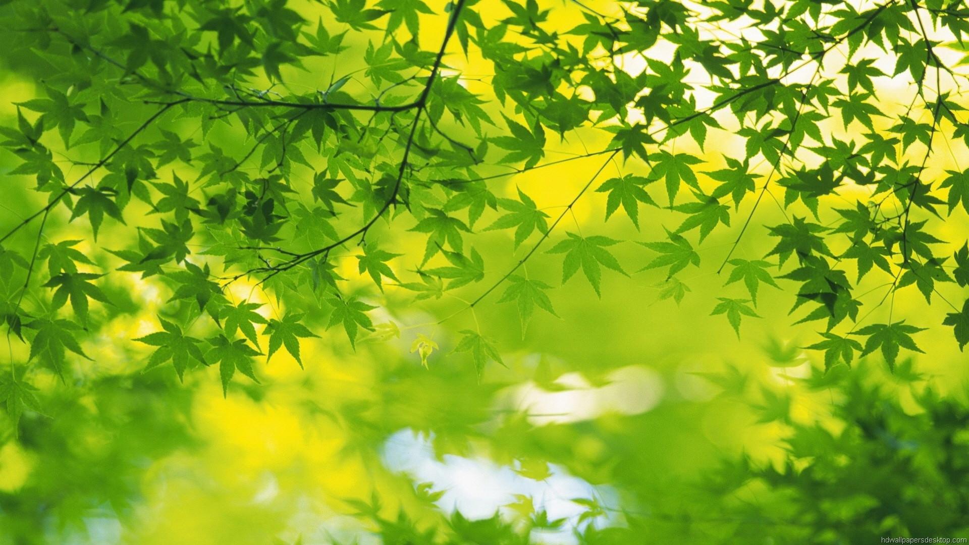 Nature Wallpaper, HD, 1080P, Desktop Background, 1920X1080 17