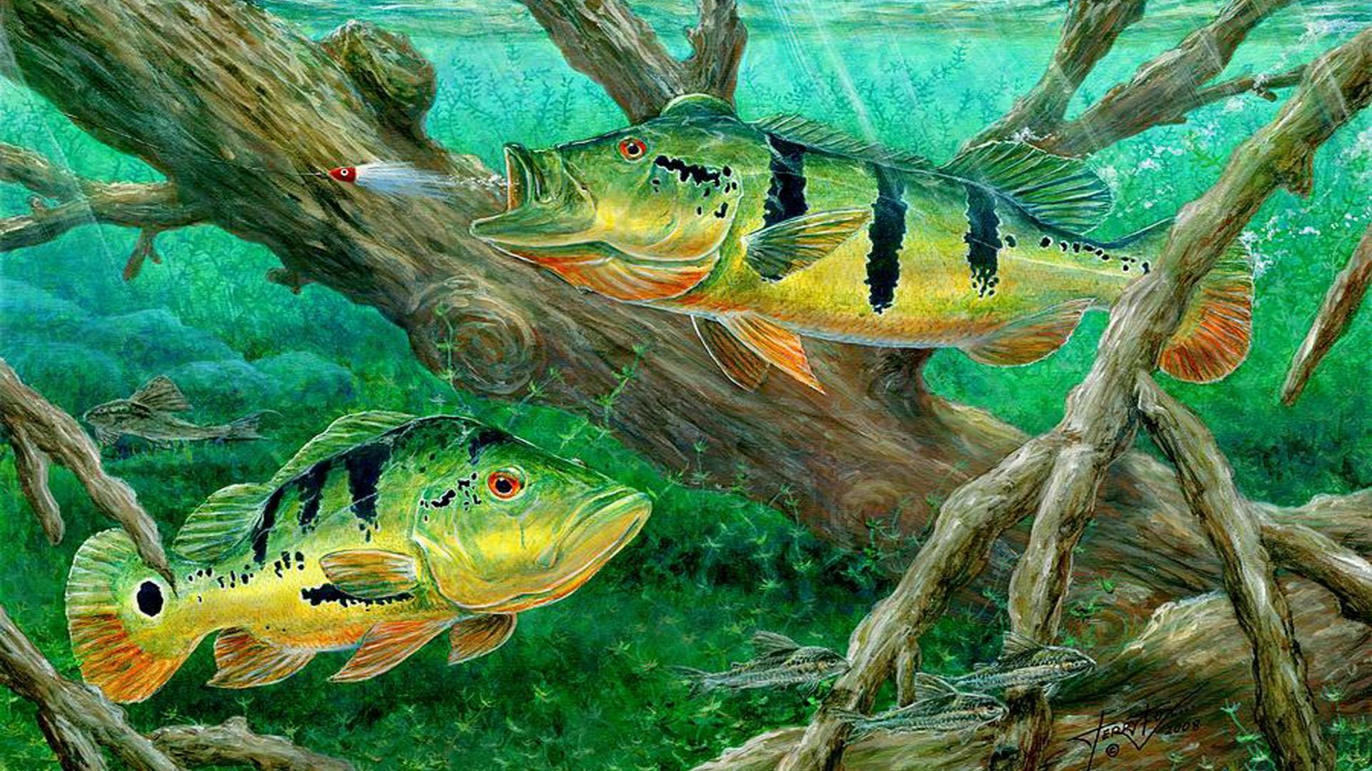 Bass Fishing Wallpaper HD 9