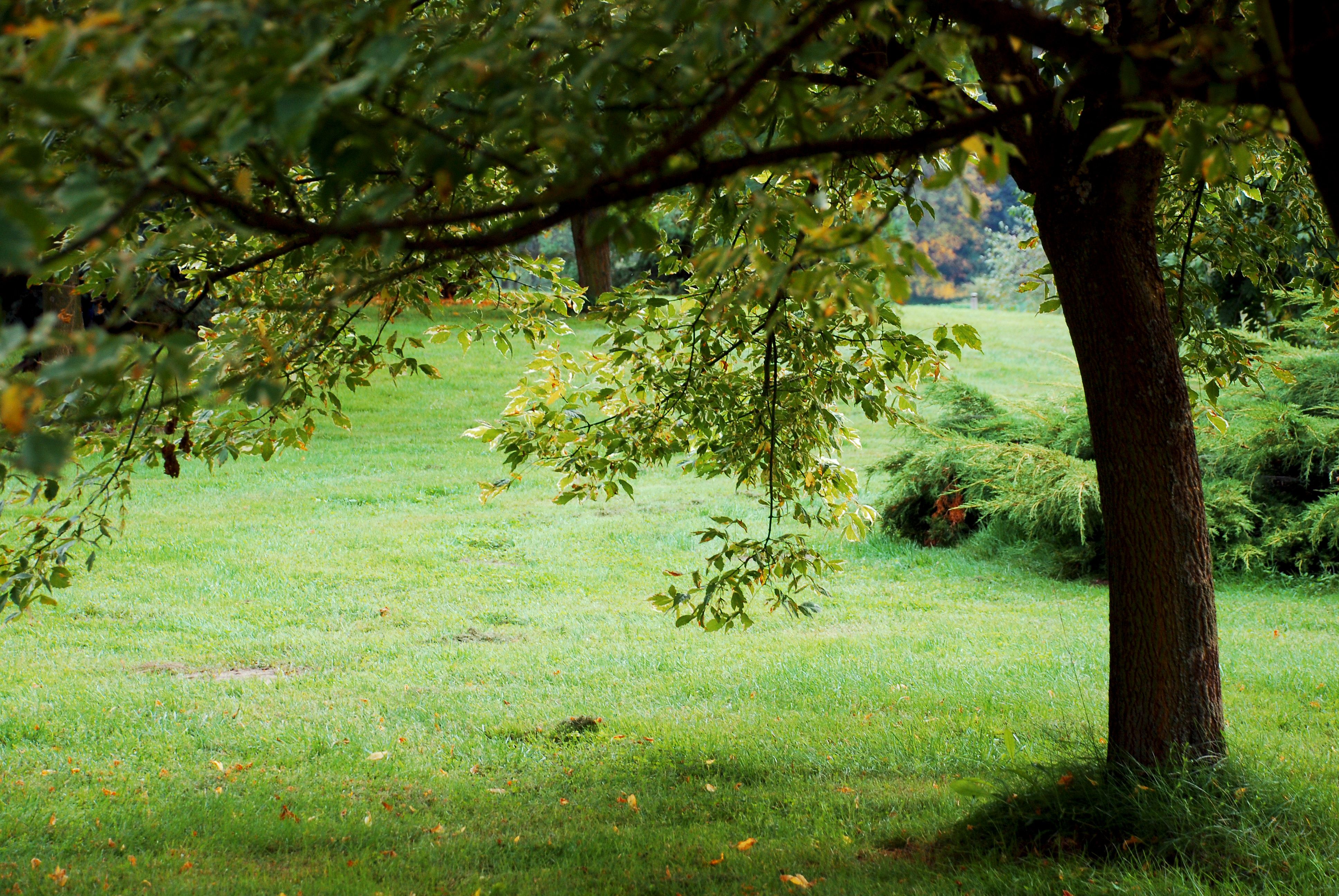 Nature Background 4522