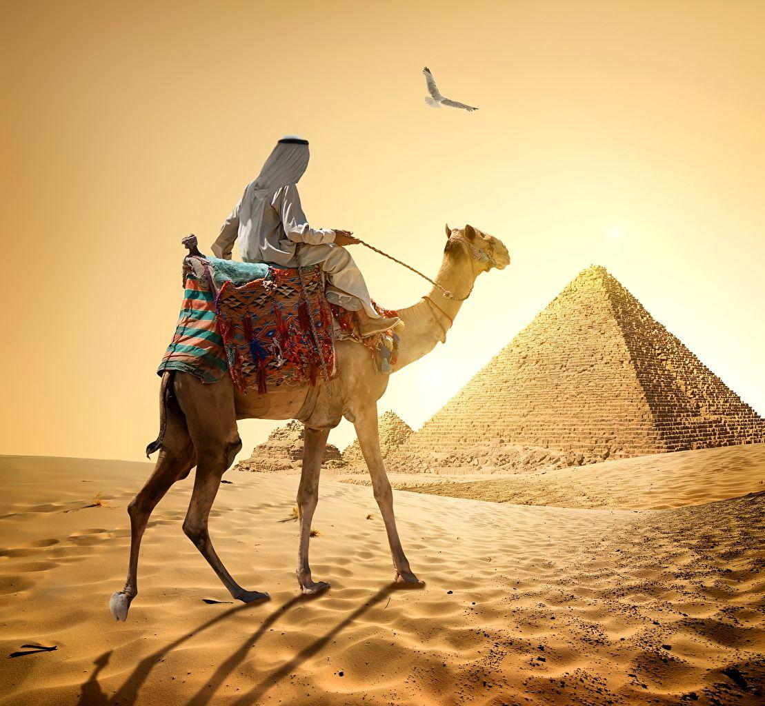 Desktop Wallpaper Camels Egypt Men Cairo Desert Nature Sand Pyramid