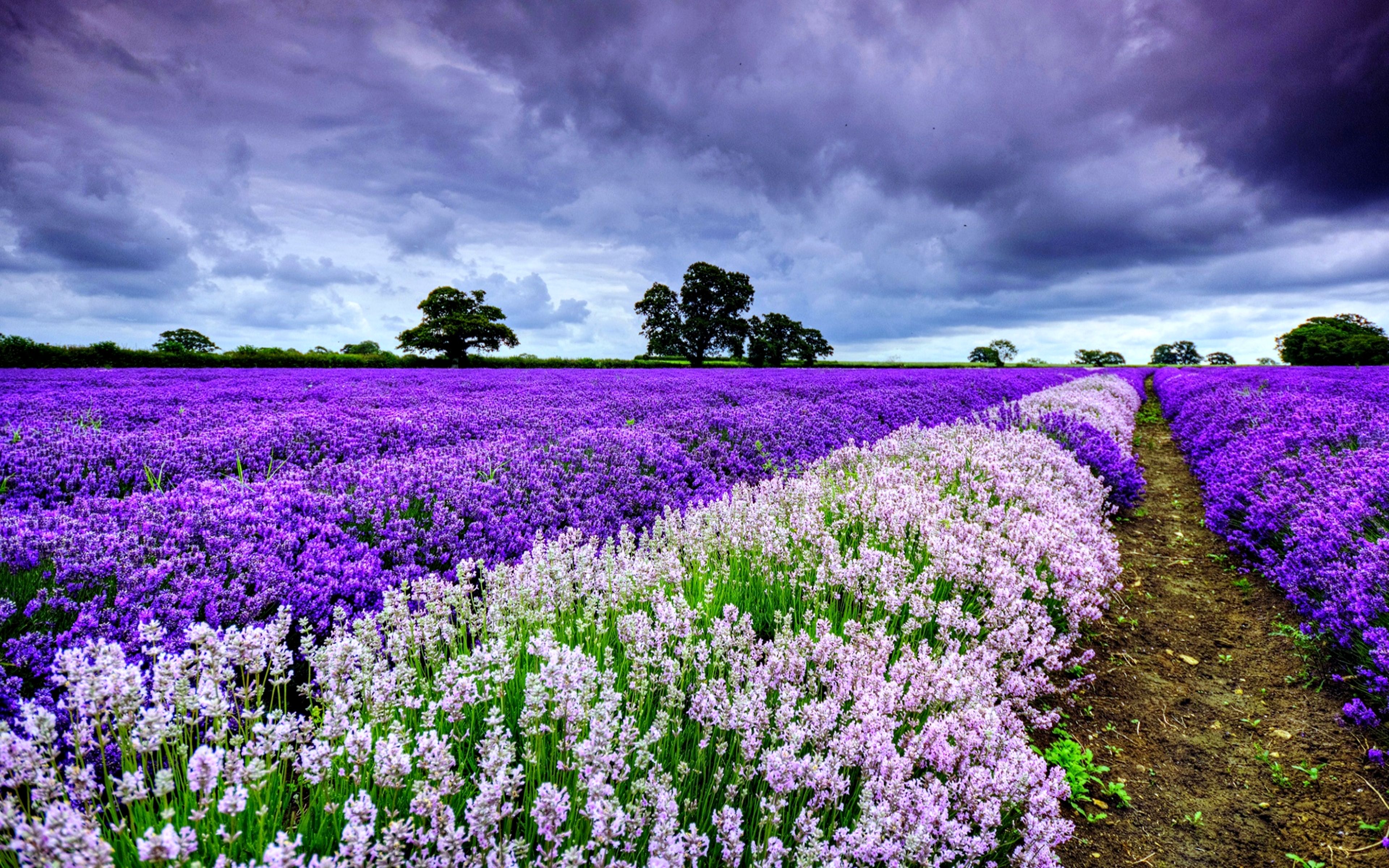 207 Lavender HD Wallpapers