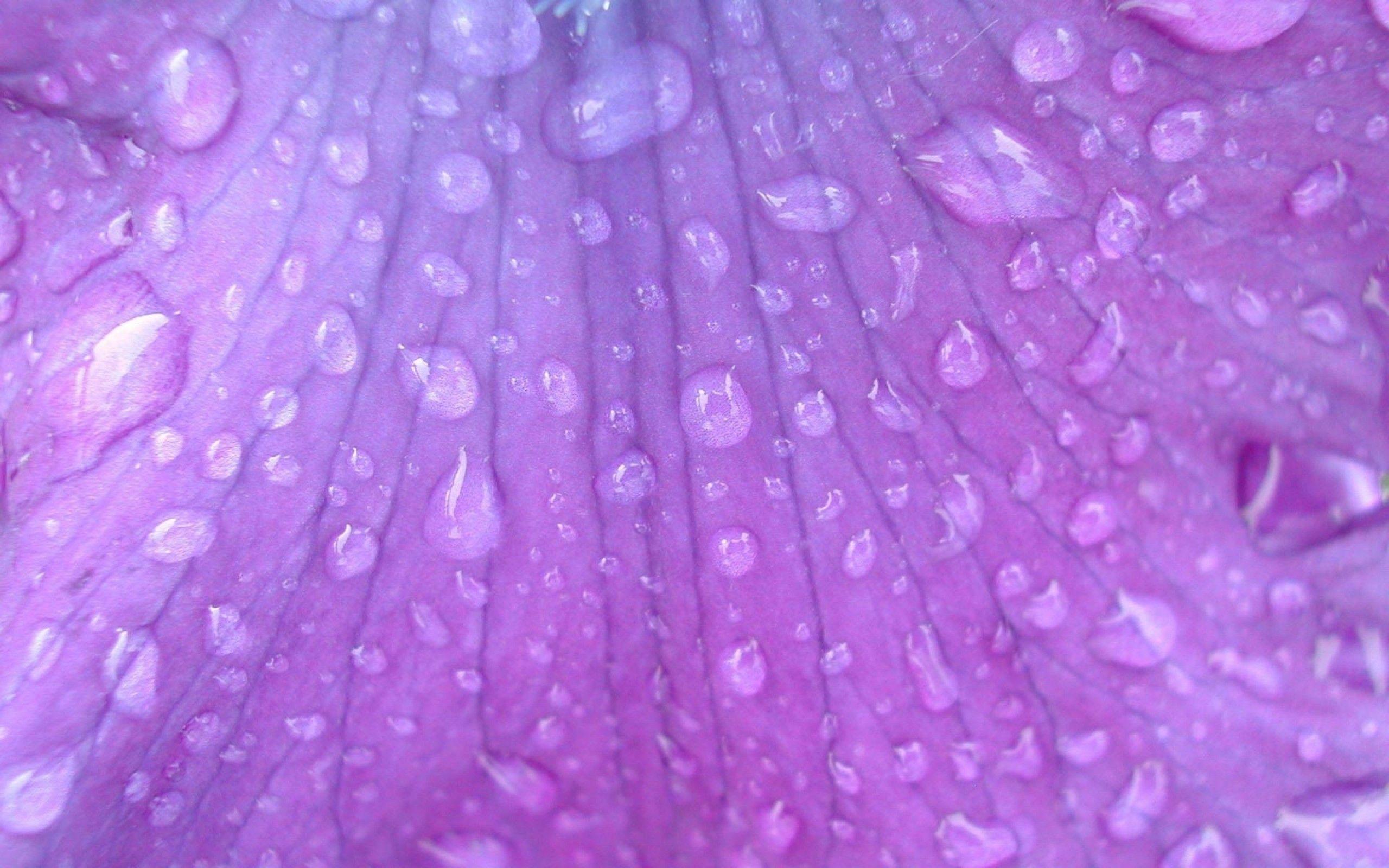 Lavender the Color Image Search Results. LAVENDER