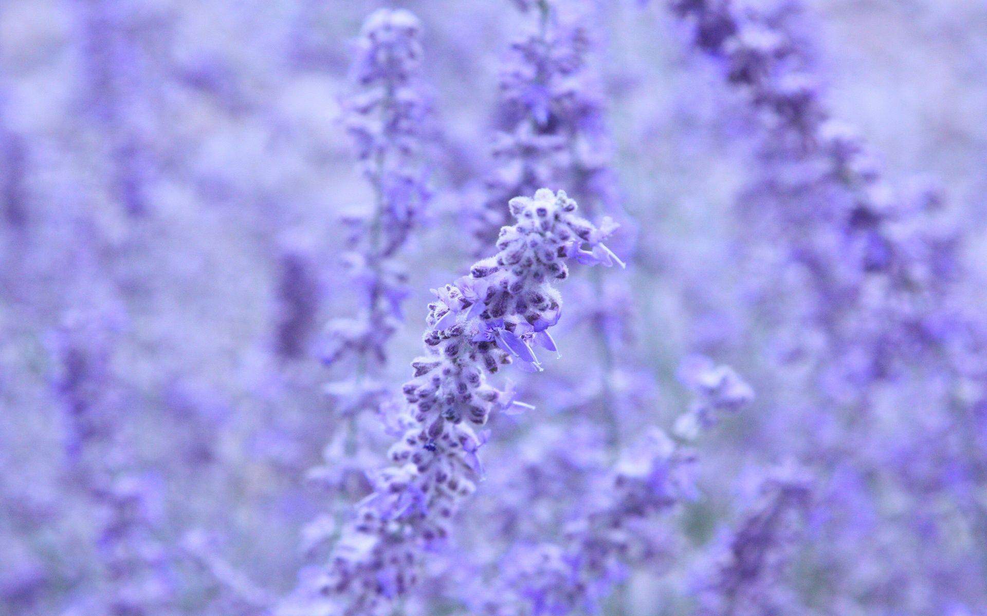 HD Lavender Flower Background
