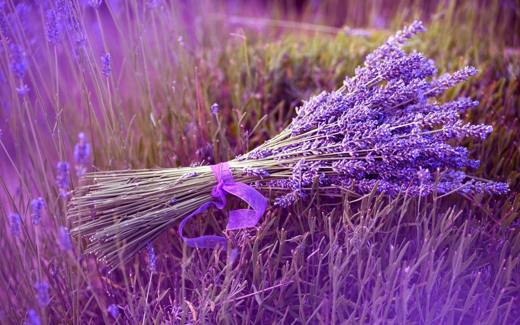 Fields: Fields Fragrant Ribbons Lavender Purple Grass HD Wallpaper