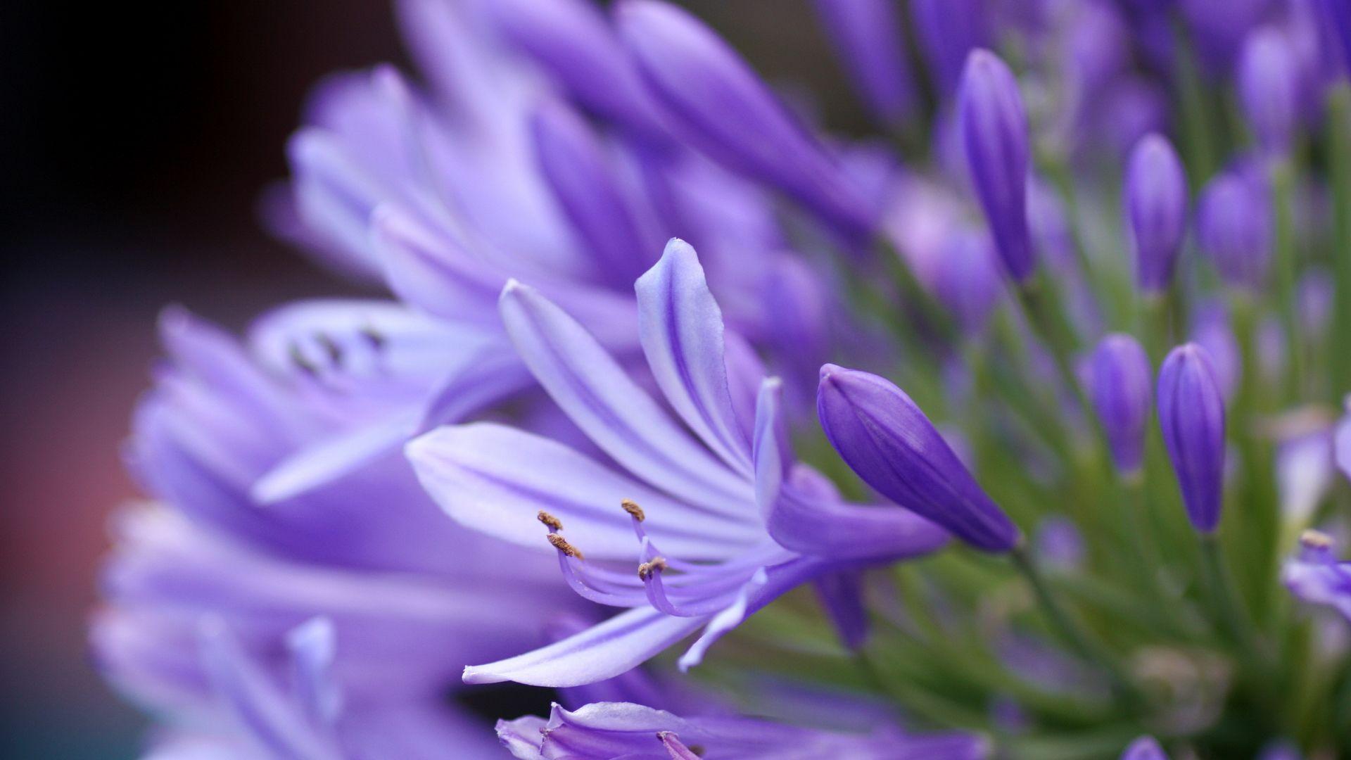 Lavender flowers background wallpaper HD