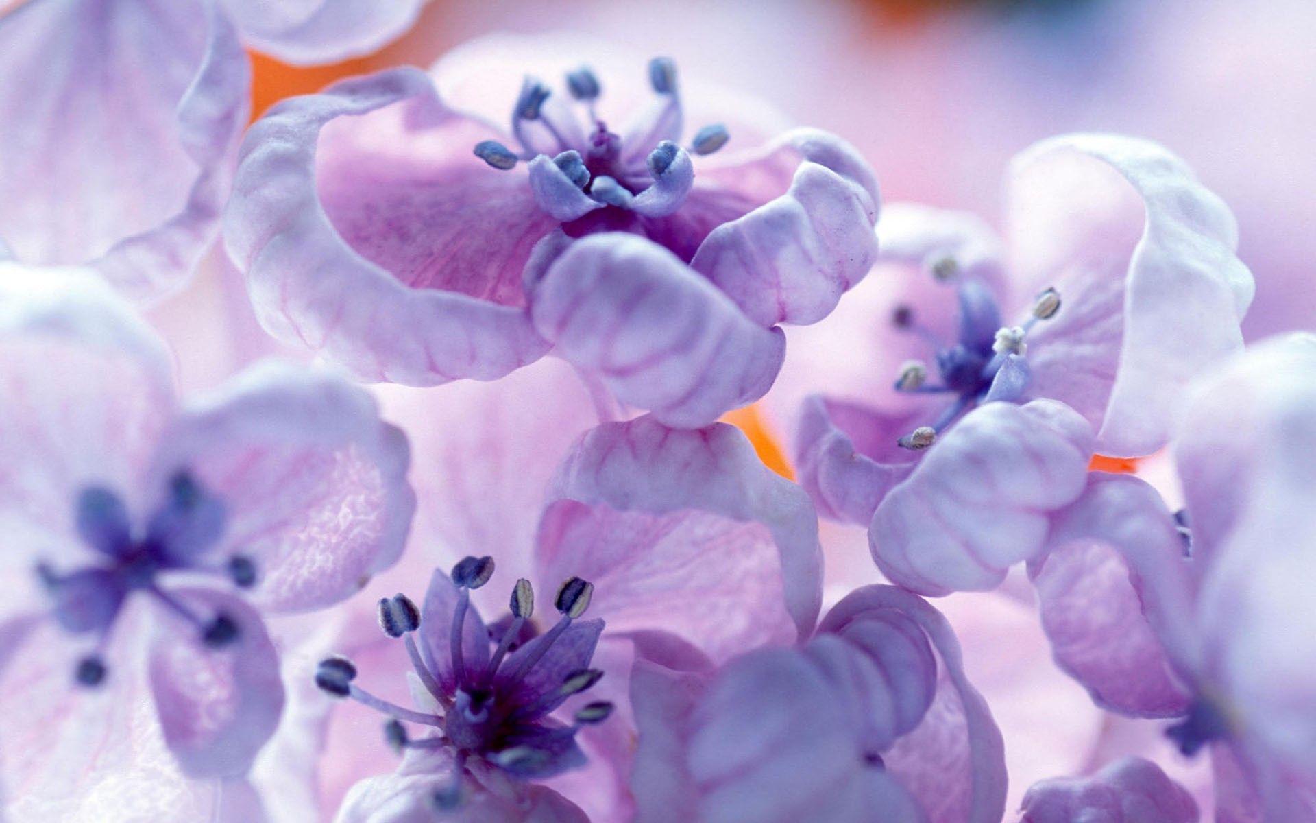 Flower: Pretty Flowers Lavender Purple Flower Phone Wallpaper