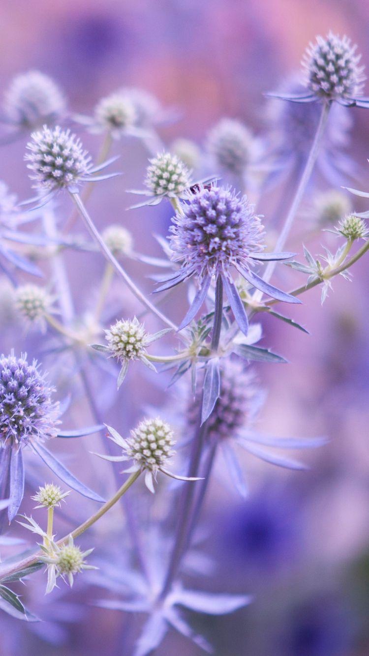 Lavender purple flowers close up iphone background wallpaper