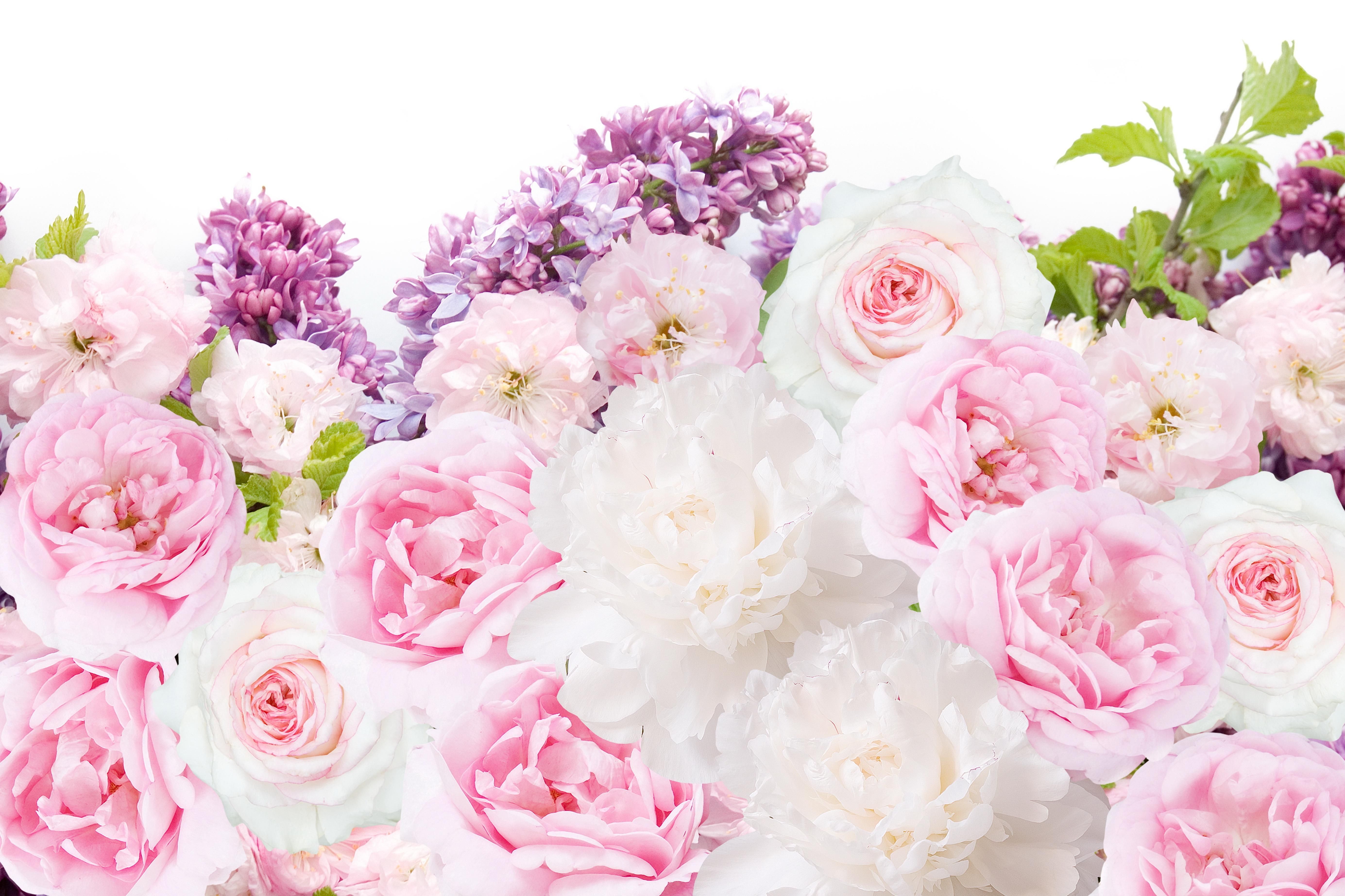 Pink white peonies floral desktop wallpaper background. →PRETTY