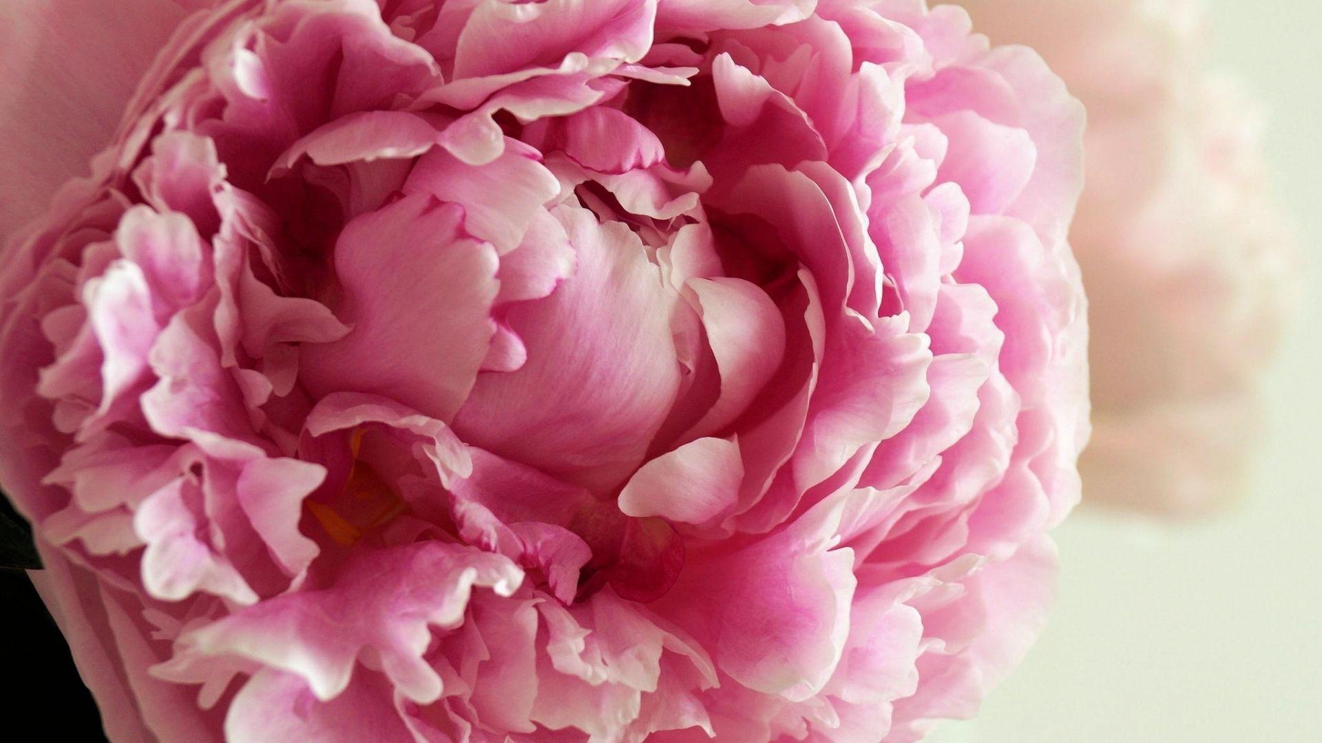 Free Peony Background Download