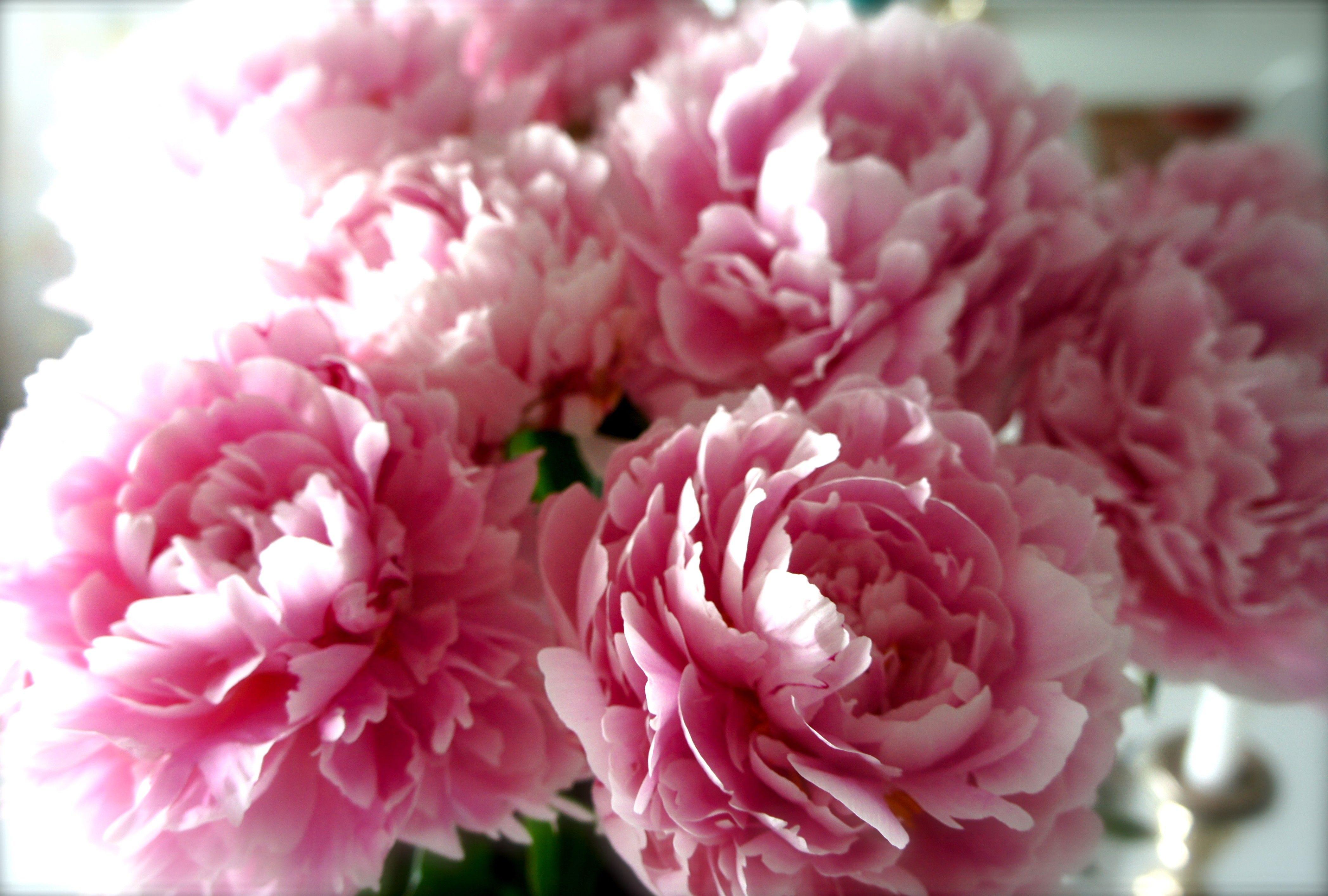 Flowers: Bloom Nature Freshness Love Peonies Pink Light Flowers