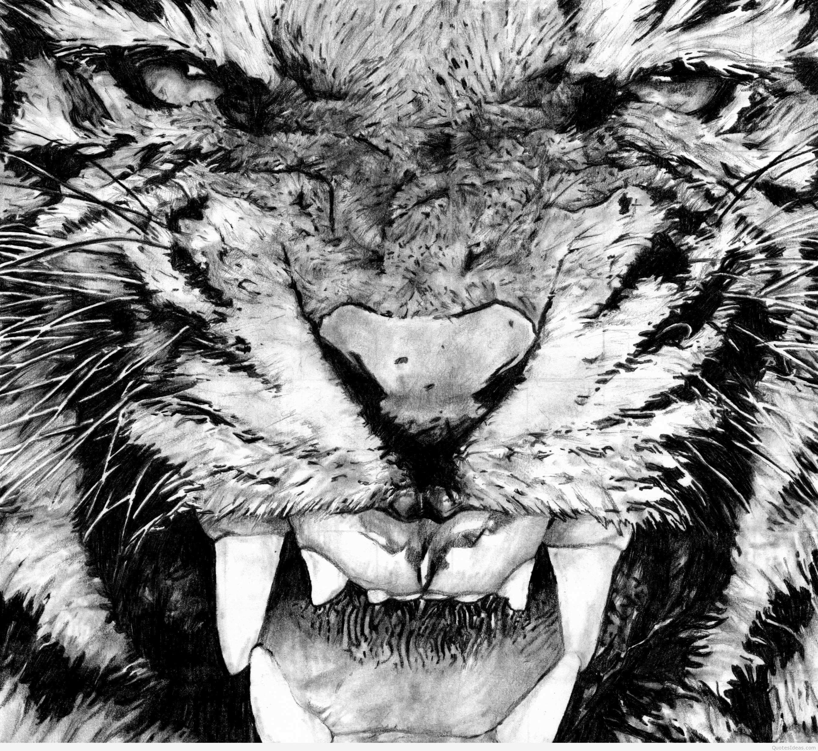 wallpaper tiger anger