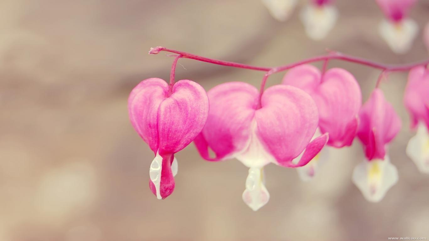 Free Download HD Heart Shape Flower Love Facebook Timeline Cover. Facebook flower, Flower wallpaper, Flowers