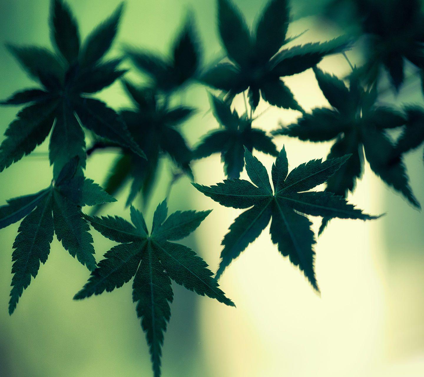 Weed Wallpaper, Background, Image