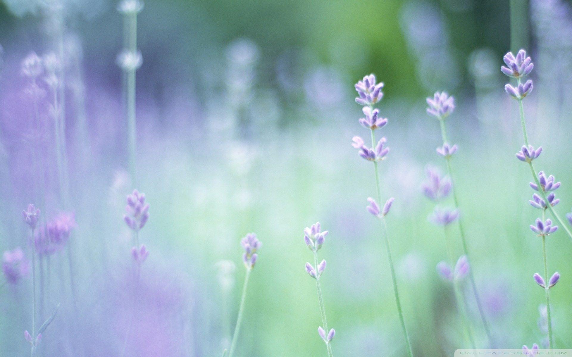 Soft Focus Small Purple Flowers ❤ 4K HD Desktop Wallpaper for 4K