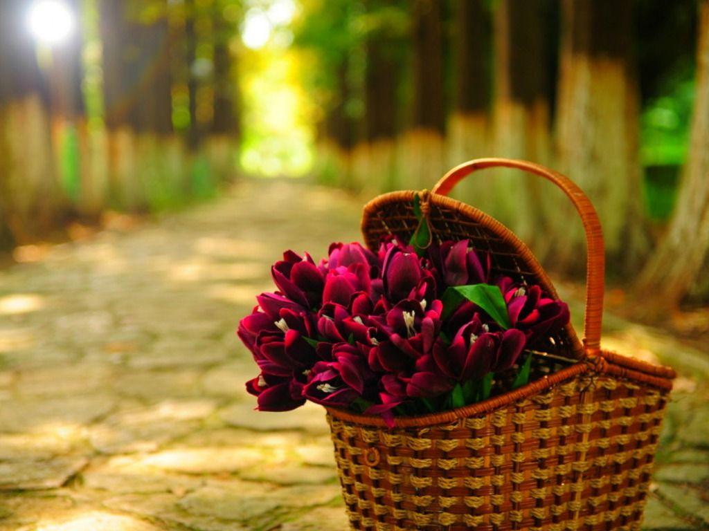 Flowers basket wallpaper HD free