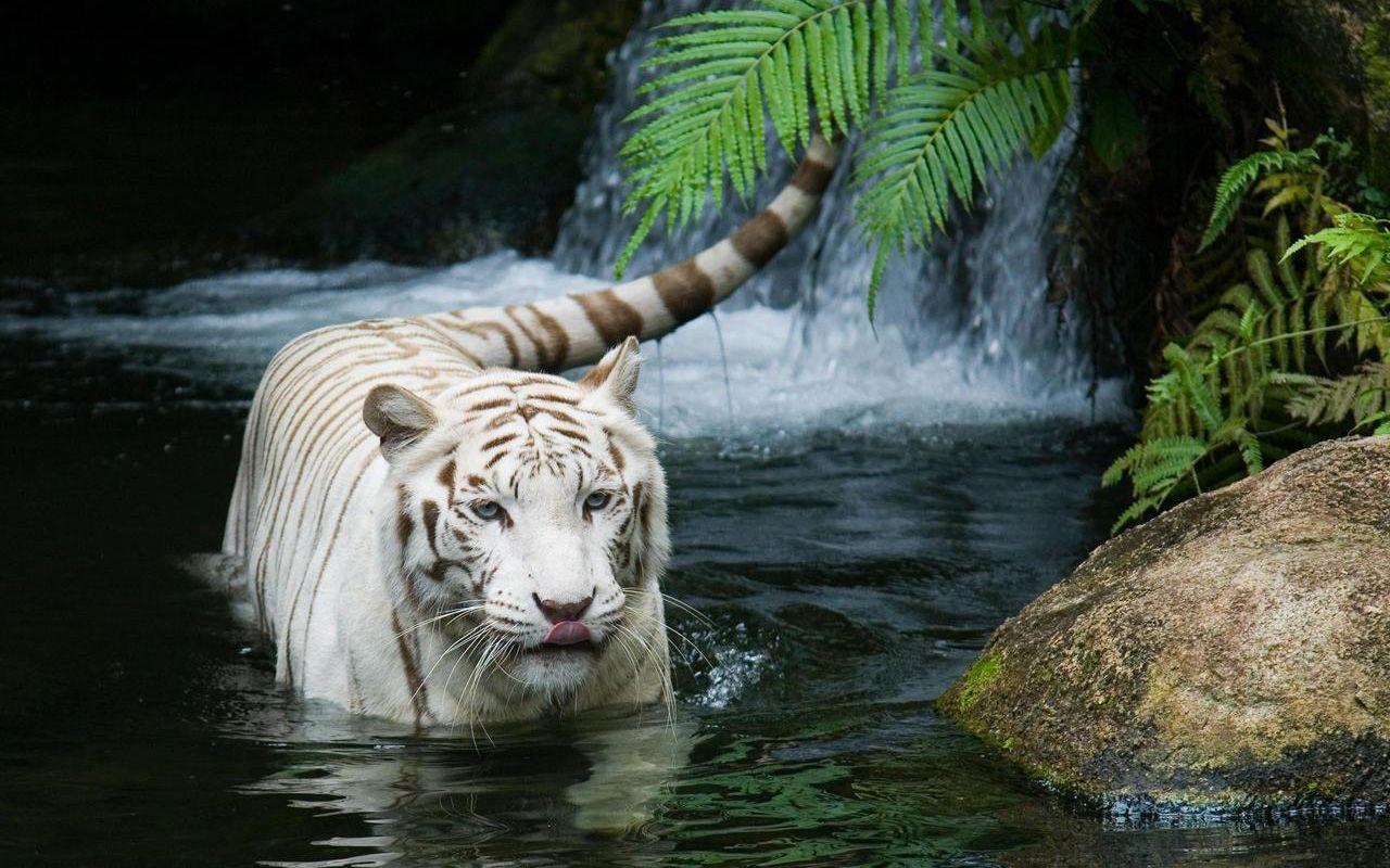 White tiger beautiful wallpaper HD wallpaper