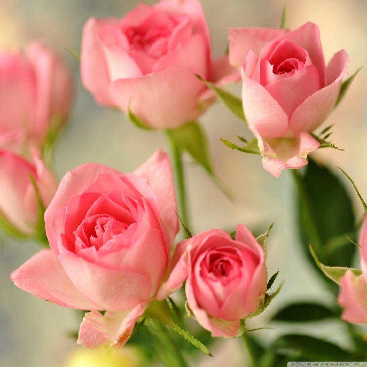 Cute Pink Roses ❤ 4K HD Desktop Wallpaper for 4K Ultra HD TV • Wide