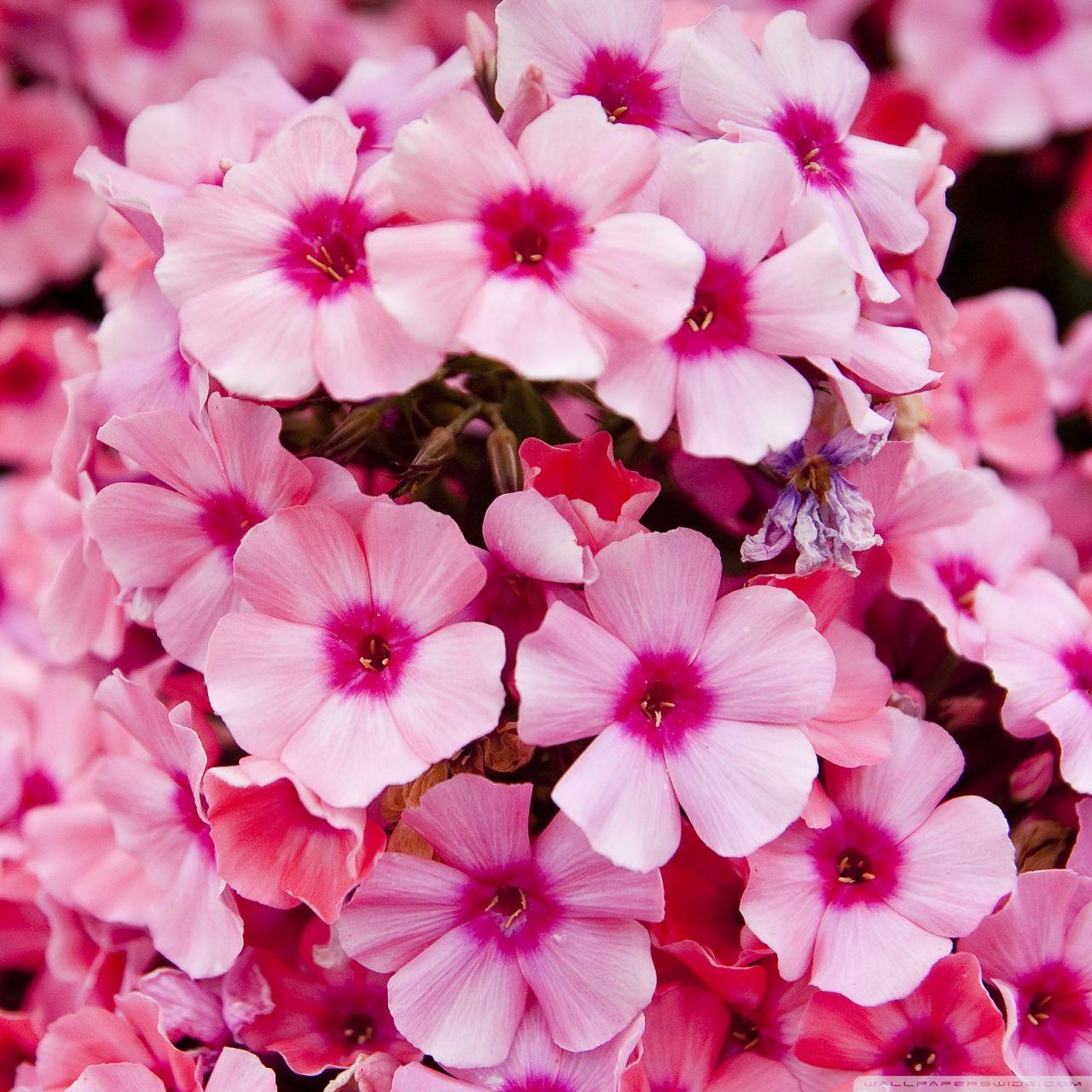 Pink Garden Flowers ❤ 4K HD Desktop Wallpaper for 4K Ultra HD TV
