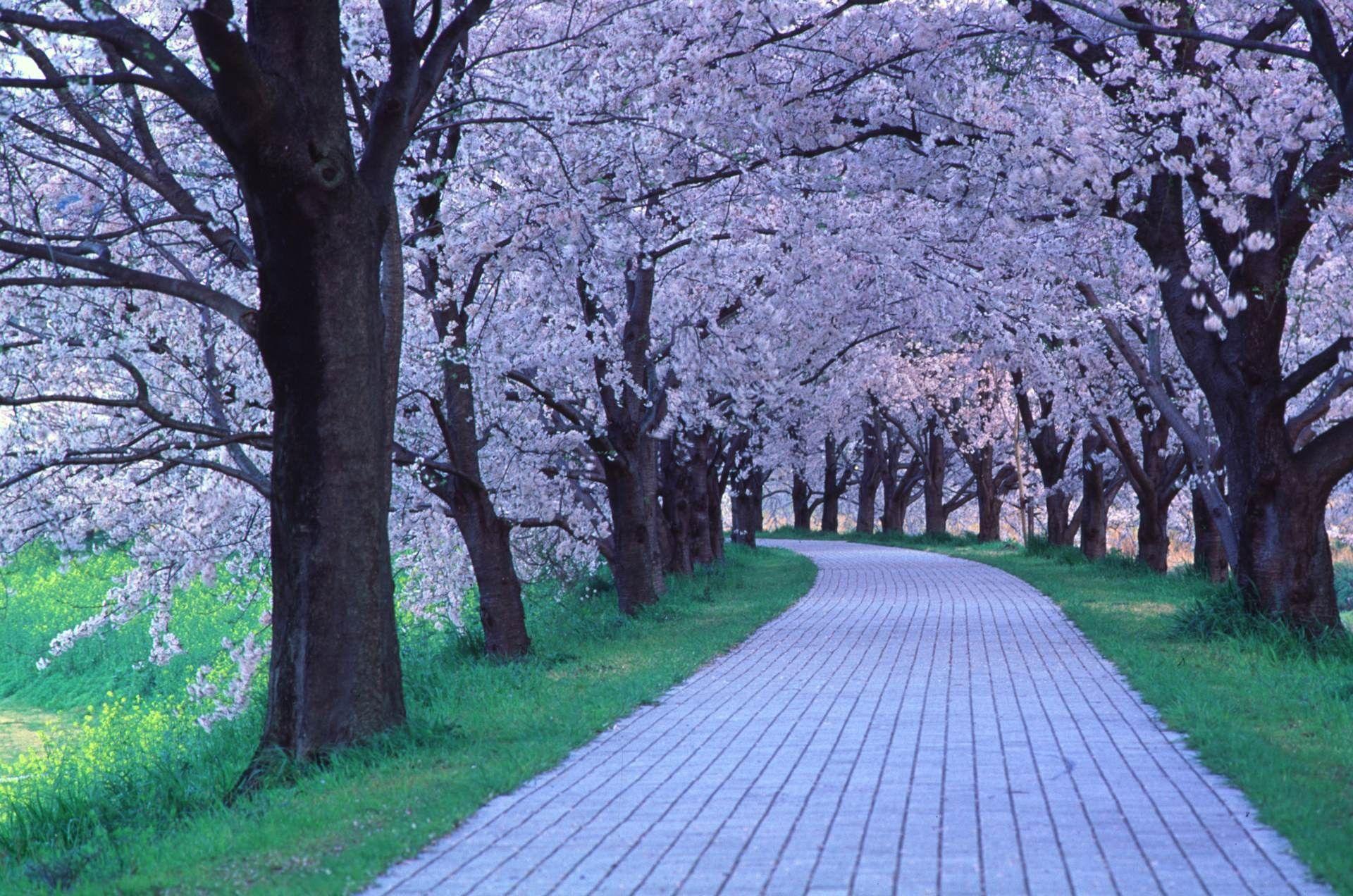 Other Pretty Green Lovely Beauty Quaint Trees Pink Nature Path