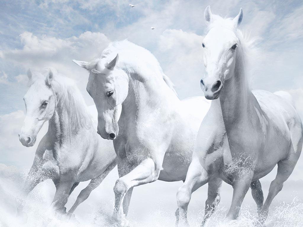 wallpaper of running white horse 56947 Background & Wallpaper