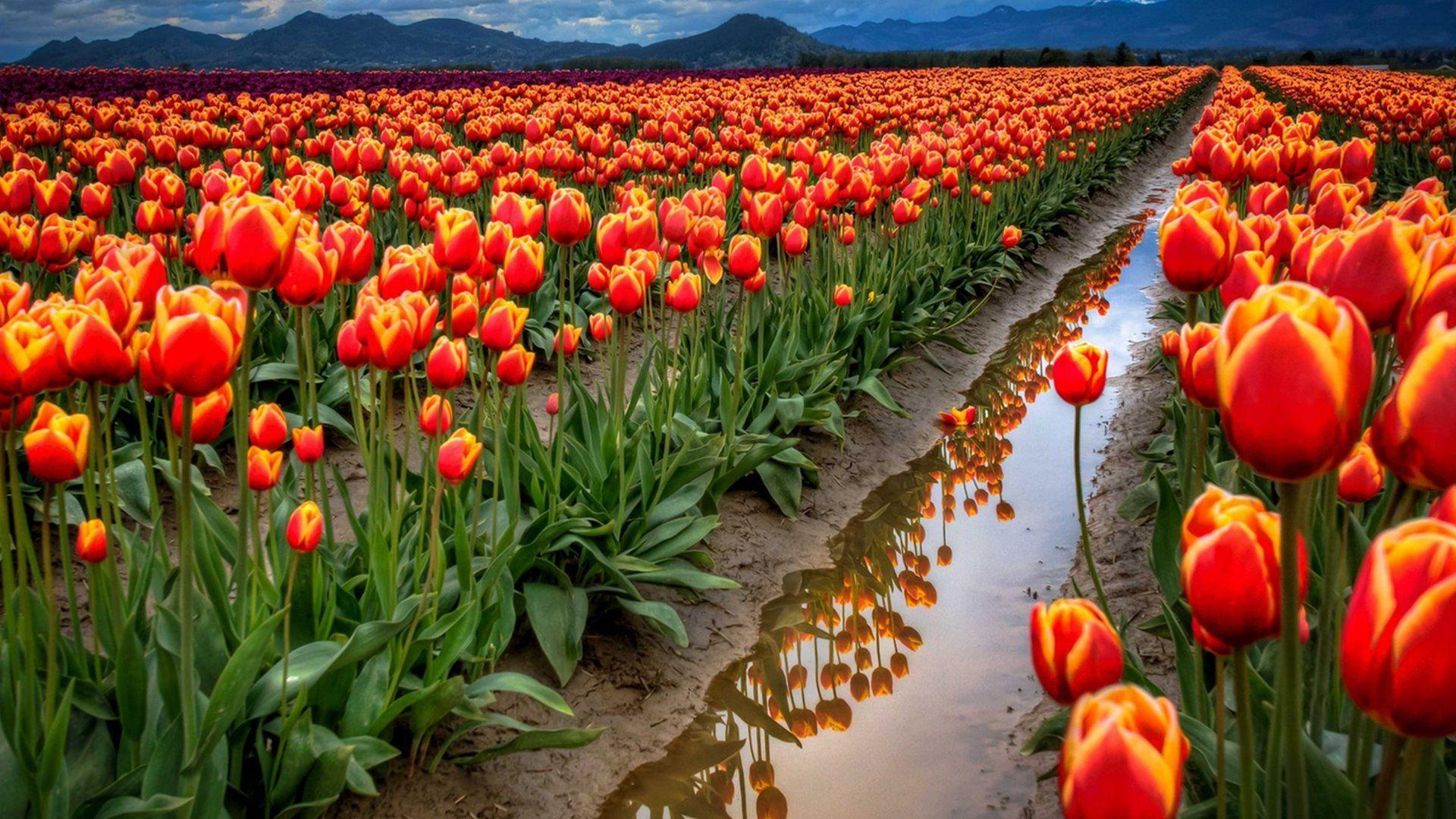 Kashmir Tulips Landscape Wallpaper