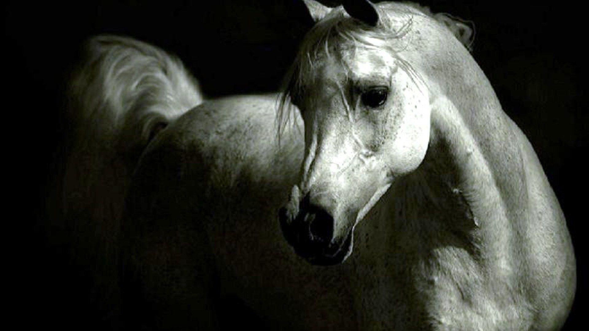 Wallpaper.wiki White Arabian Horse Wallpaper HD PIC WPC001060