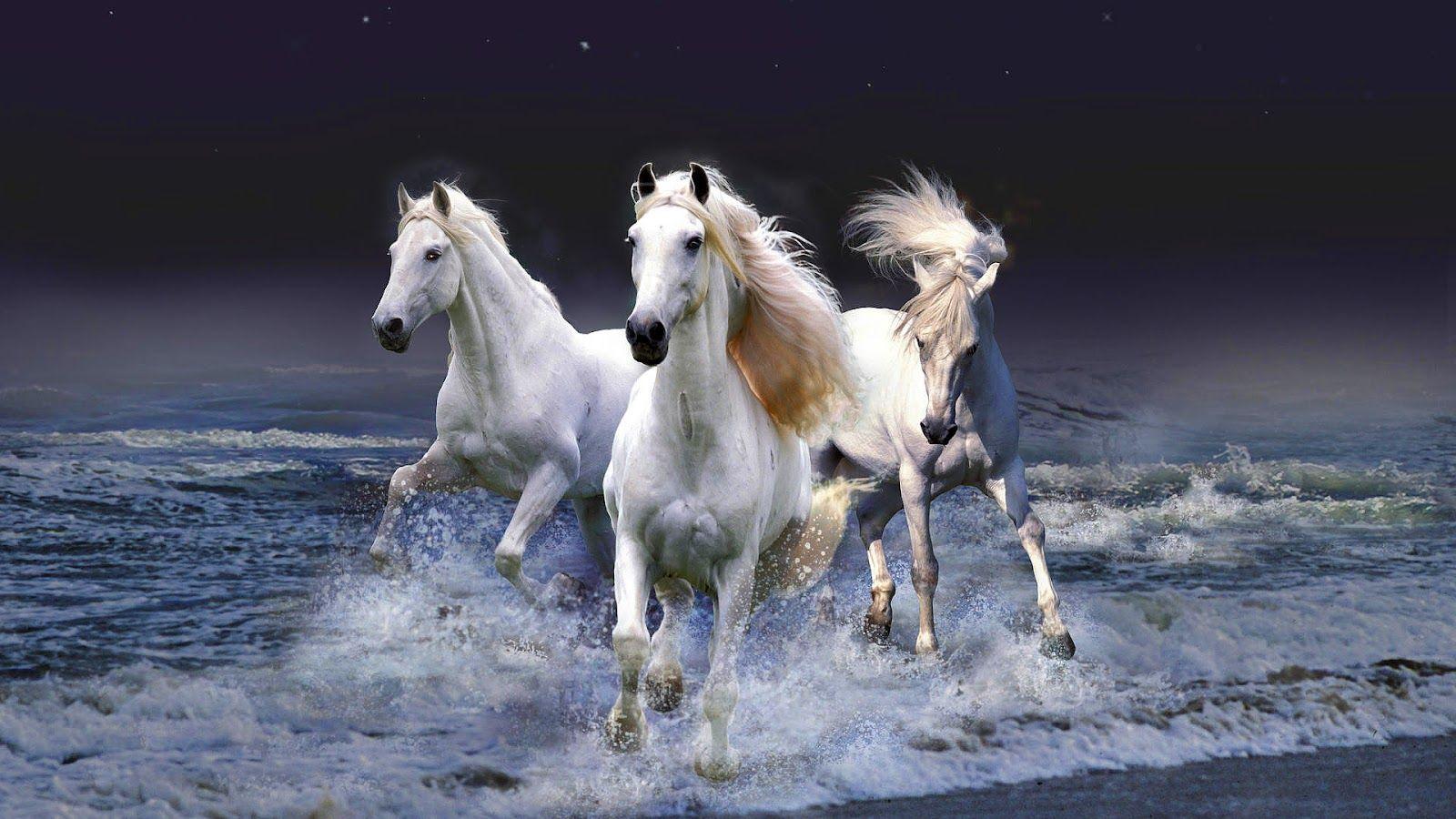 horses. HD animal wallpaper of white horses running through water