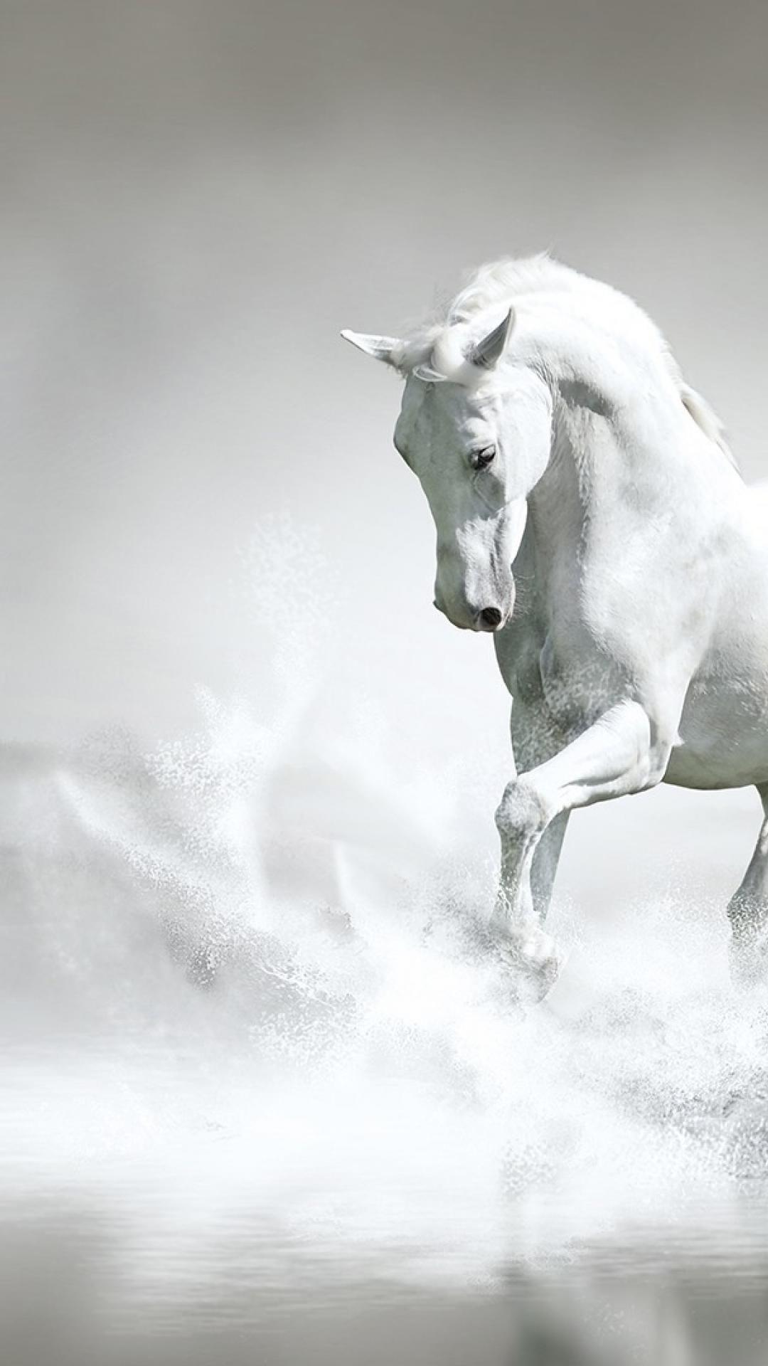 Water running white horse wallpaper