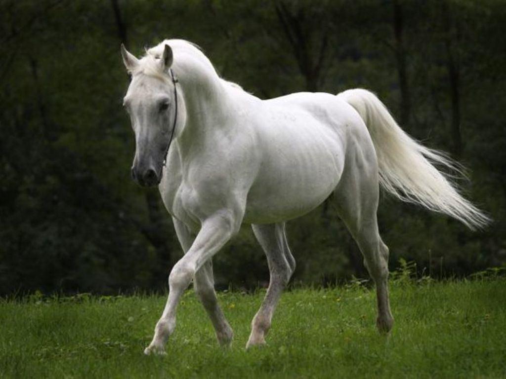 HD Animals Wallpaper: White horse Picture