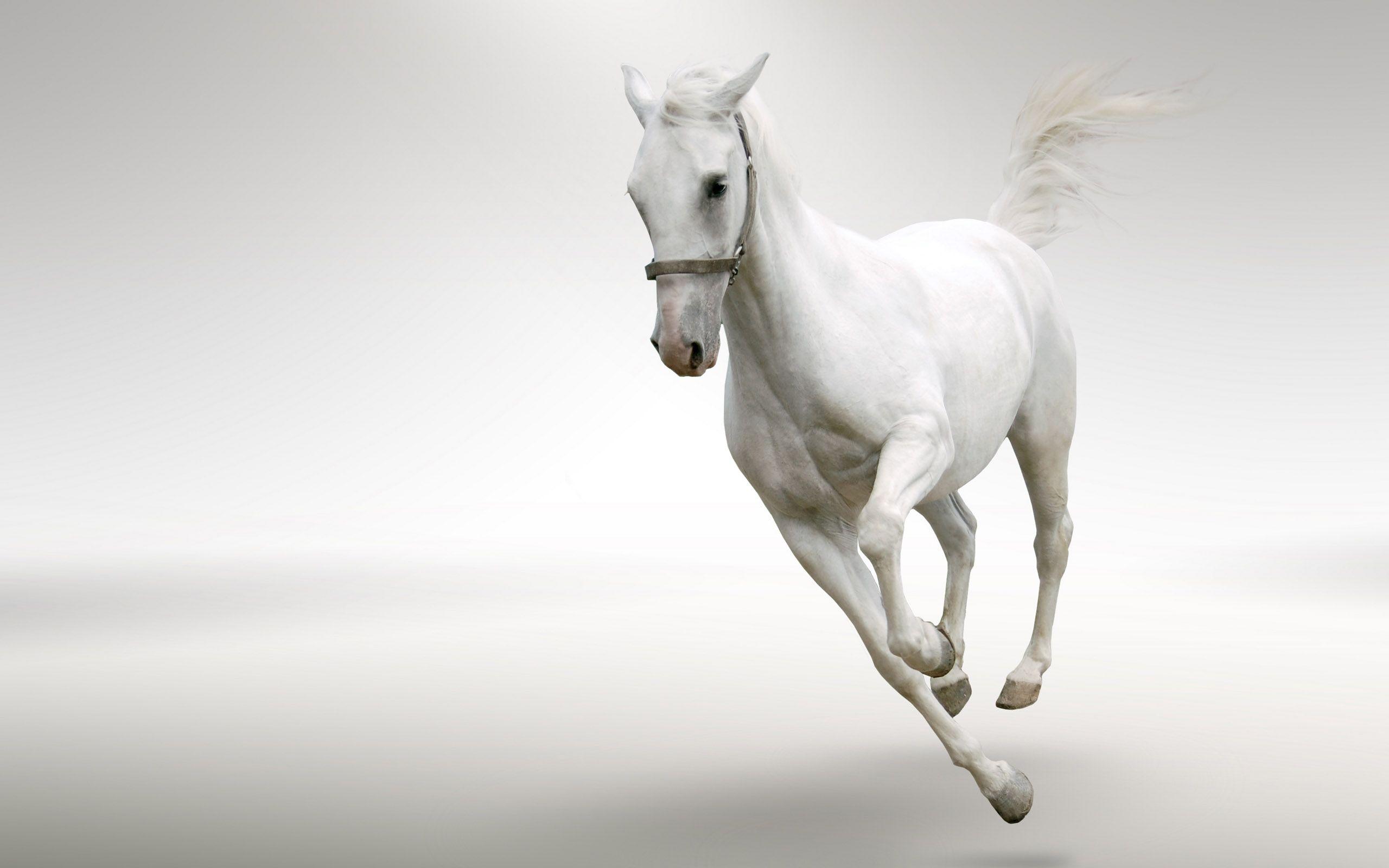 Beautiful White Horse Running Wide HD New Wallpaper Free Download