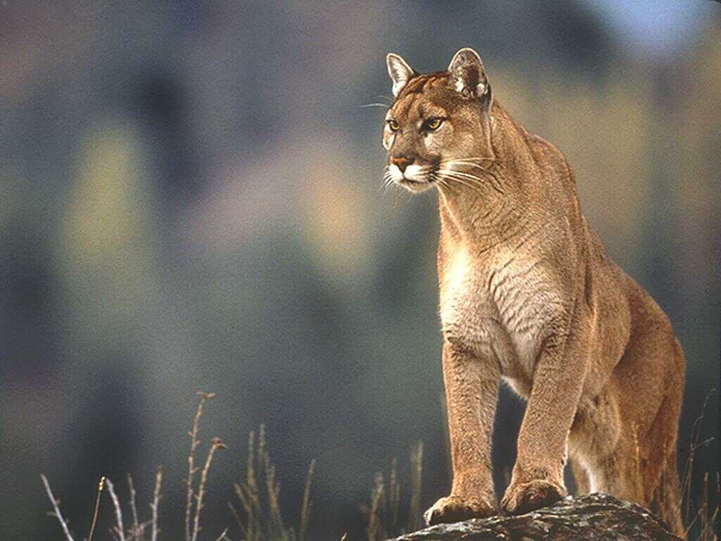 Cougar Symbolism; A message Animal Totems