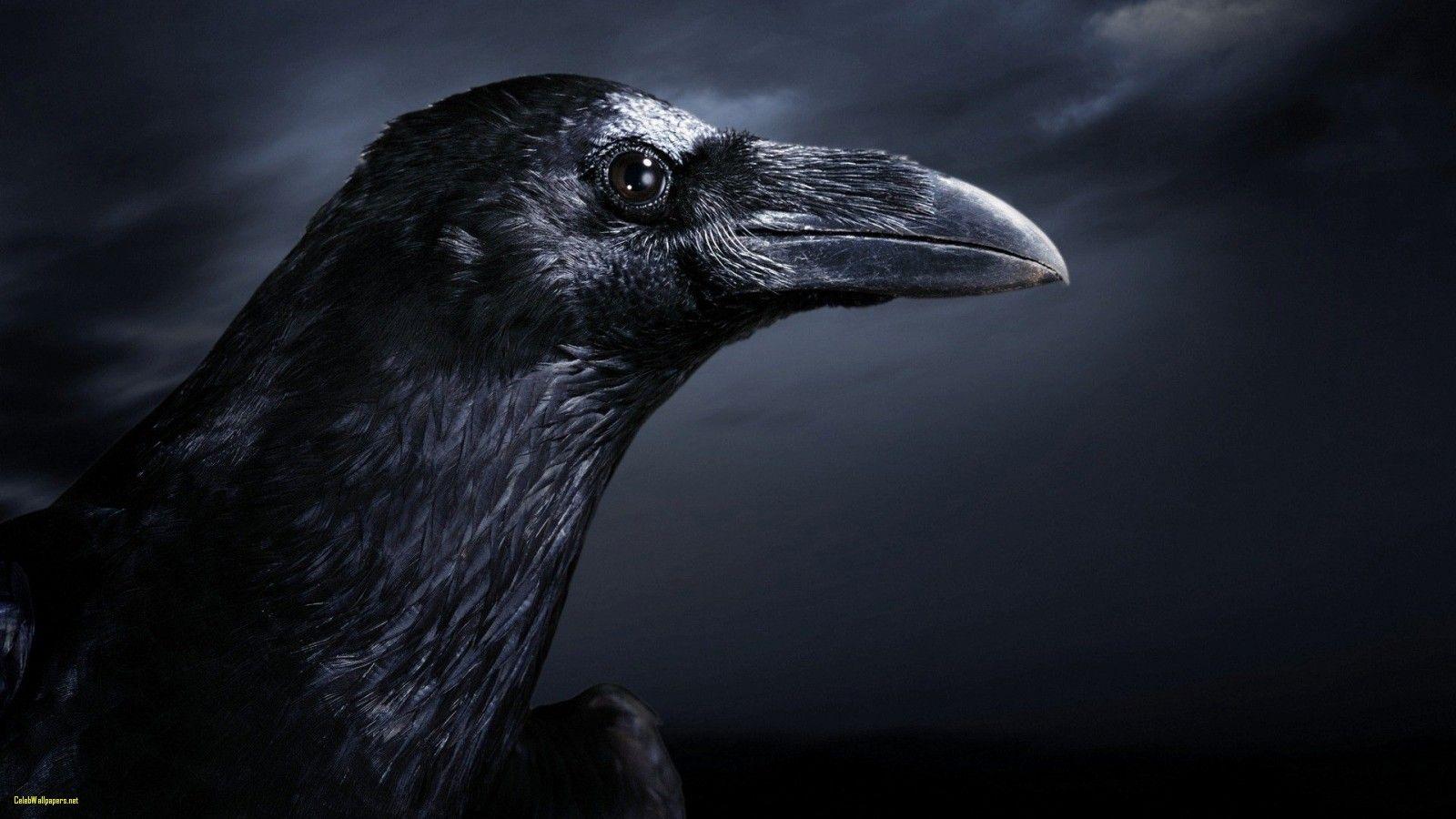 Death Wallpaper Death HD Wallpaper