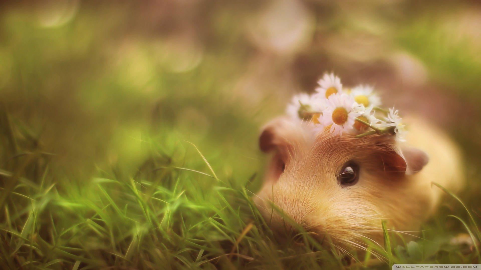 Cute Pig Desktop Background