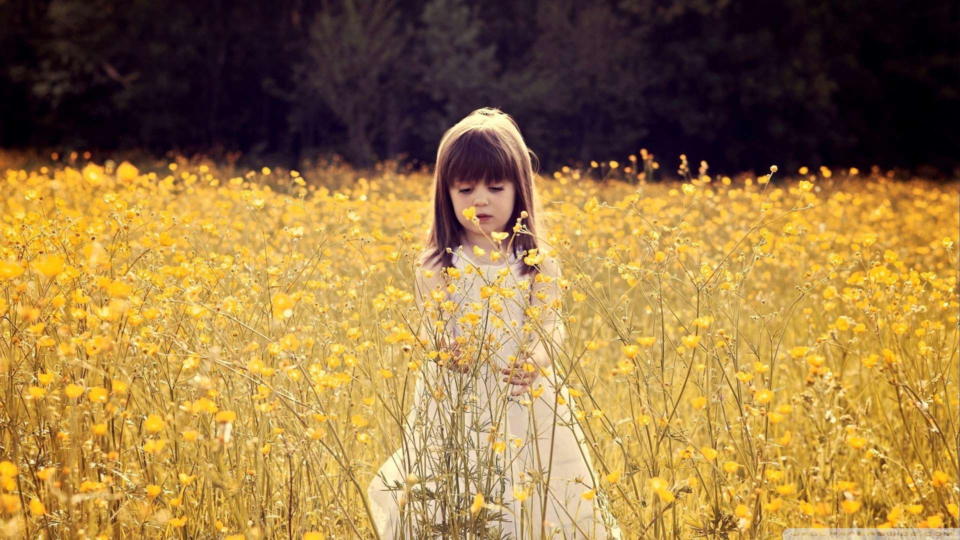 Widescreen Cute Child In A Flower Field P HD With Korean Baby