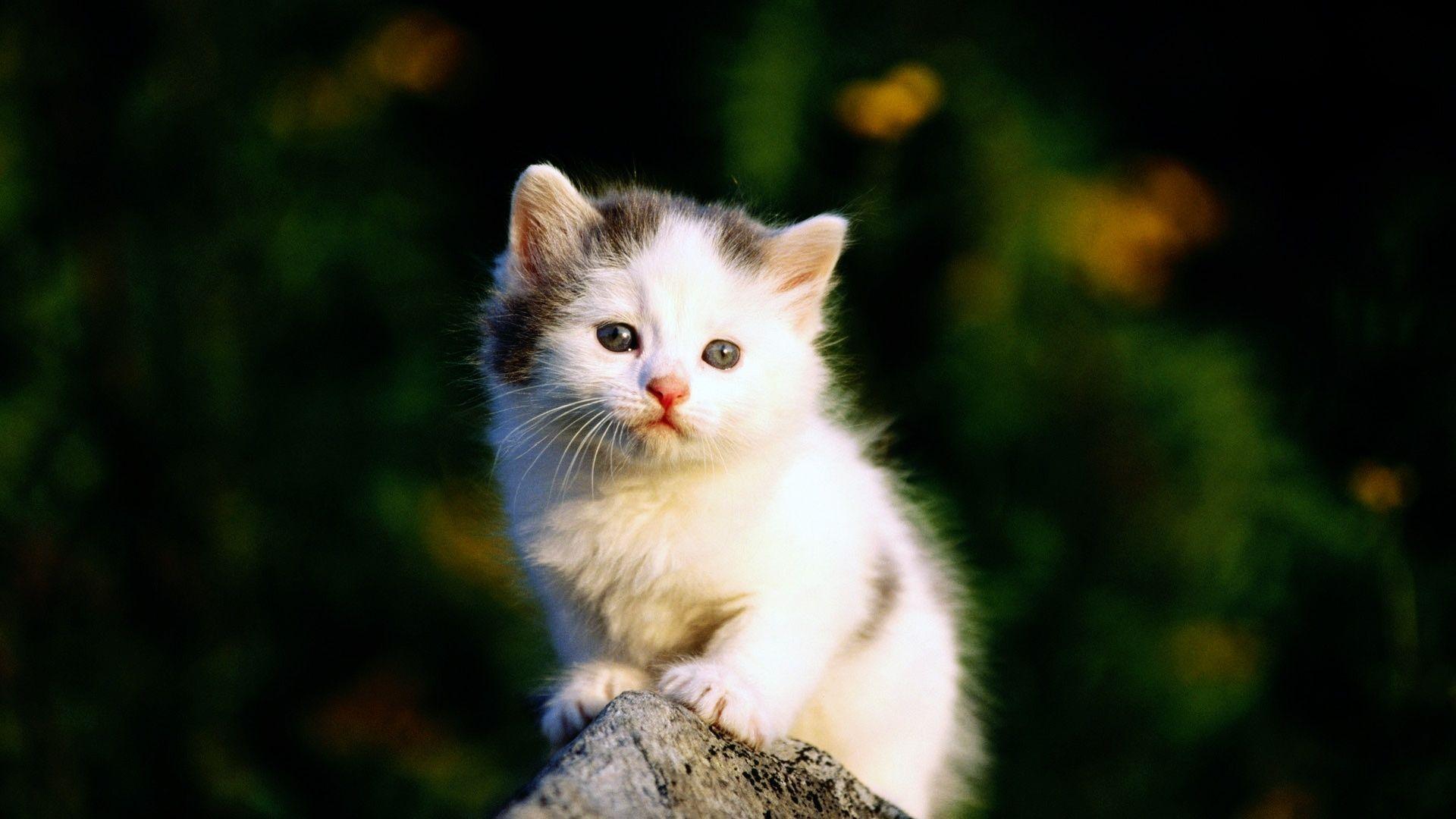 Cute Cat Image