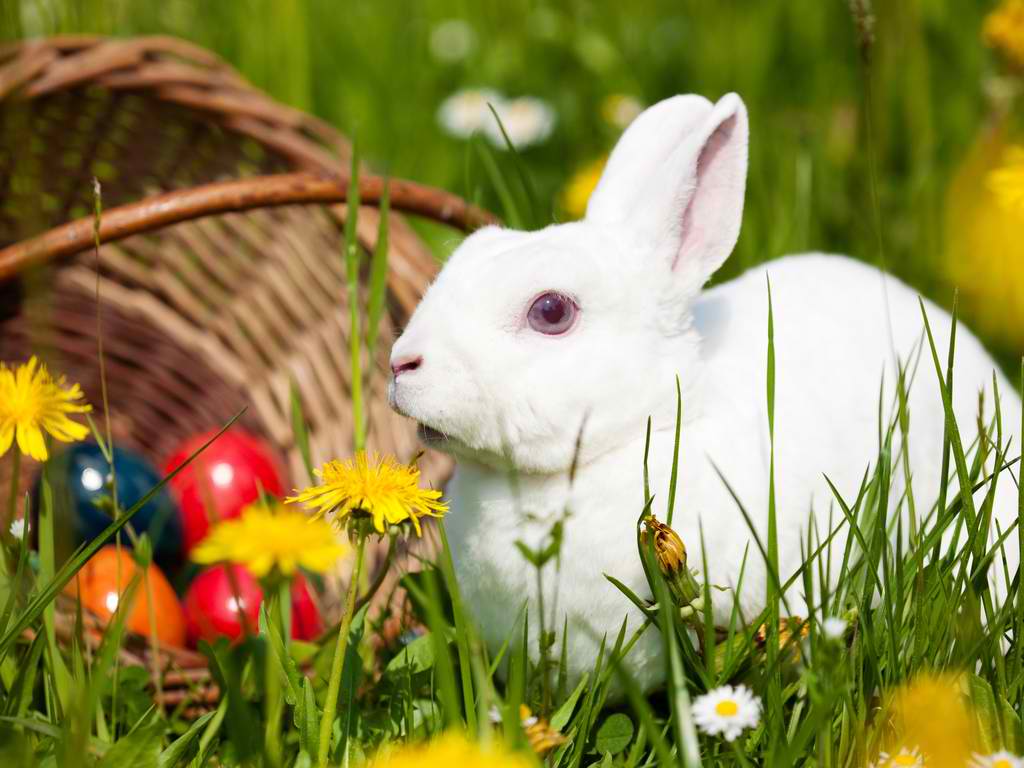 Cute Baby Rabbits Widescreen HD Wallpaper 9889