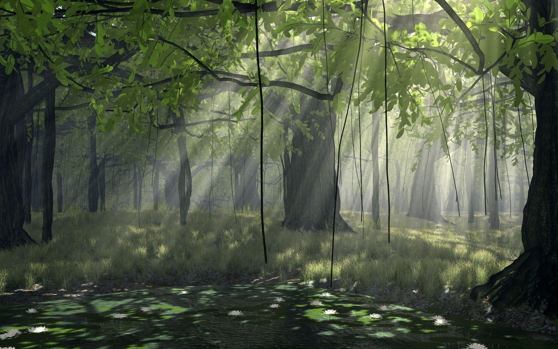 Nature Forest HD Desktop Wallpaper 25776