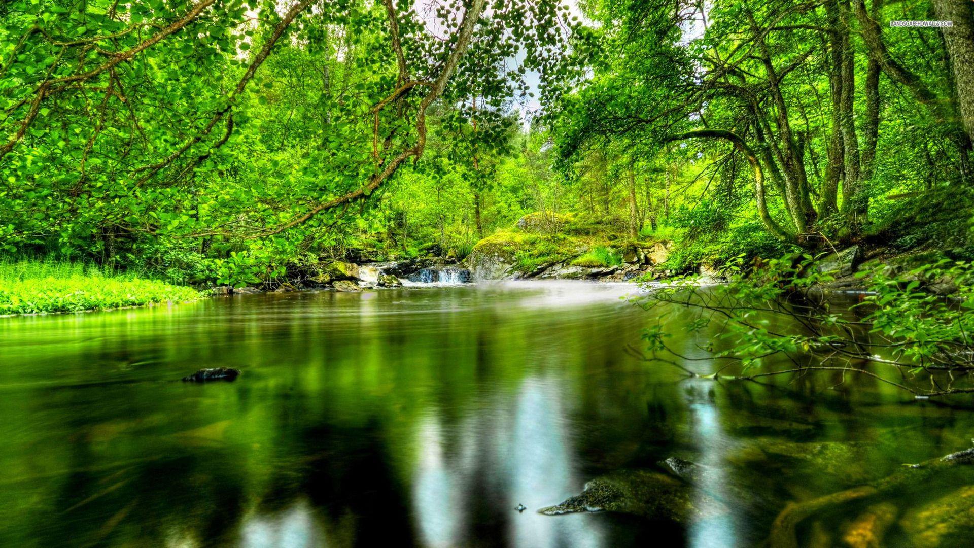 HD forest river wallpapers