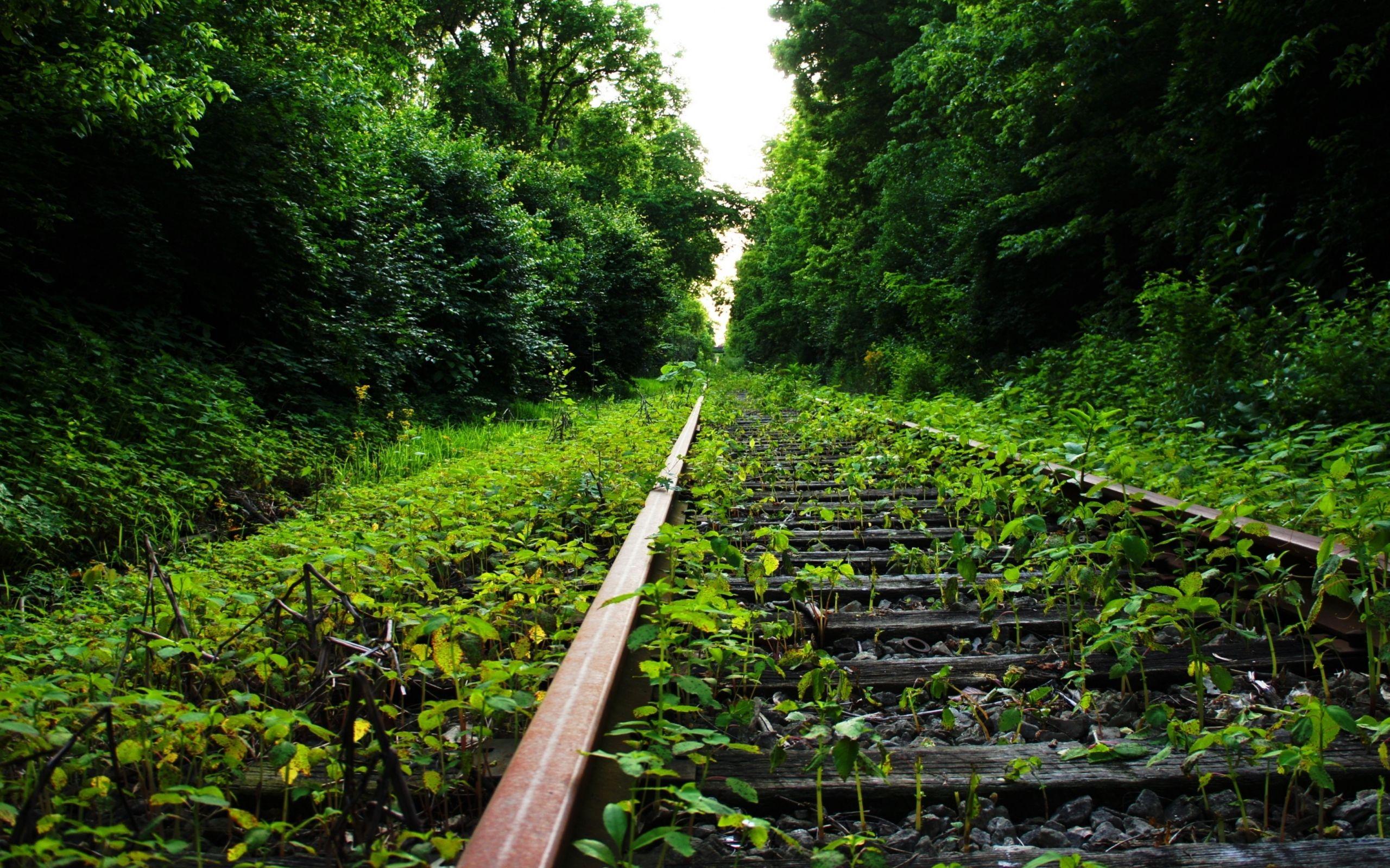 Green Forest HD Wallpaper nature wallpaper, sunset wallpaper, image