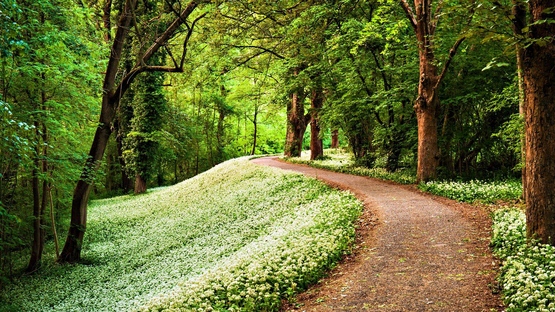 Nature Green Path In Forest HD Wallpaper