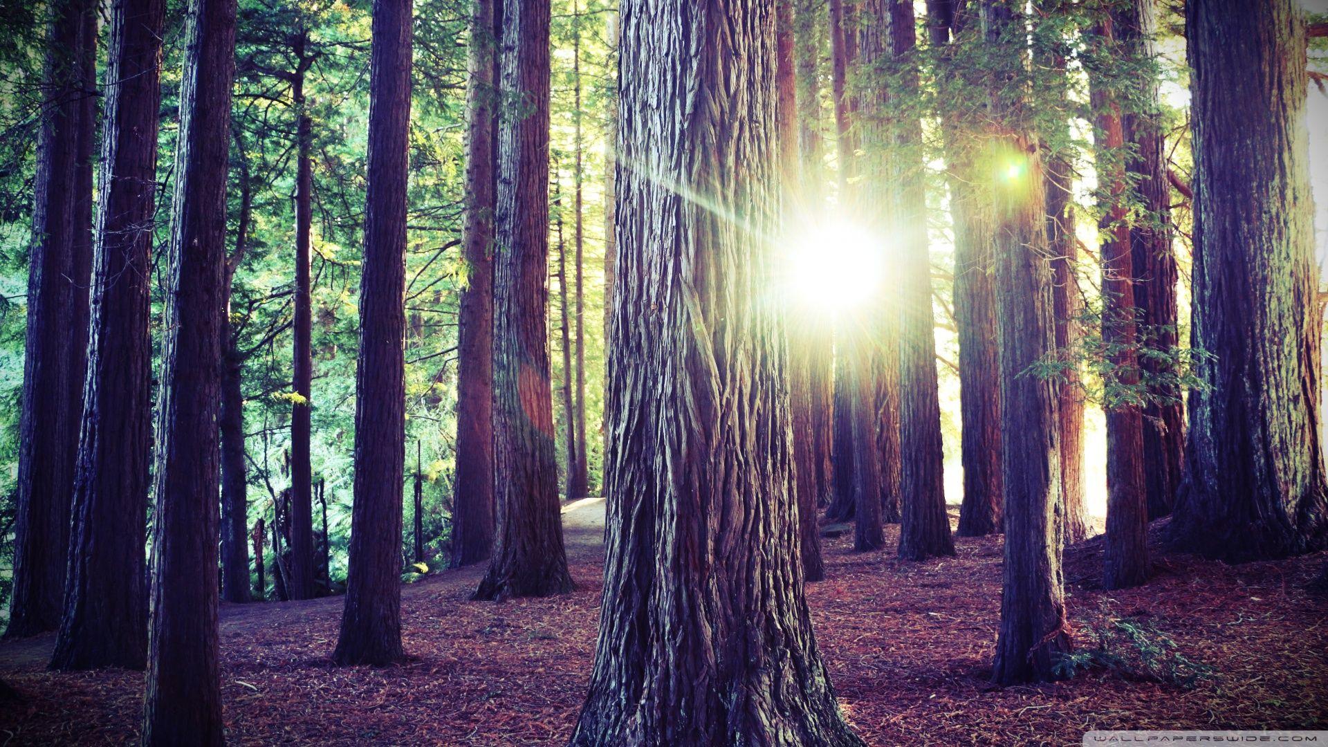 HD Wallpapers Nature Forest - Wallpaper Cave