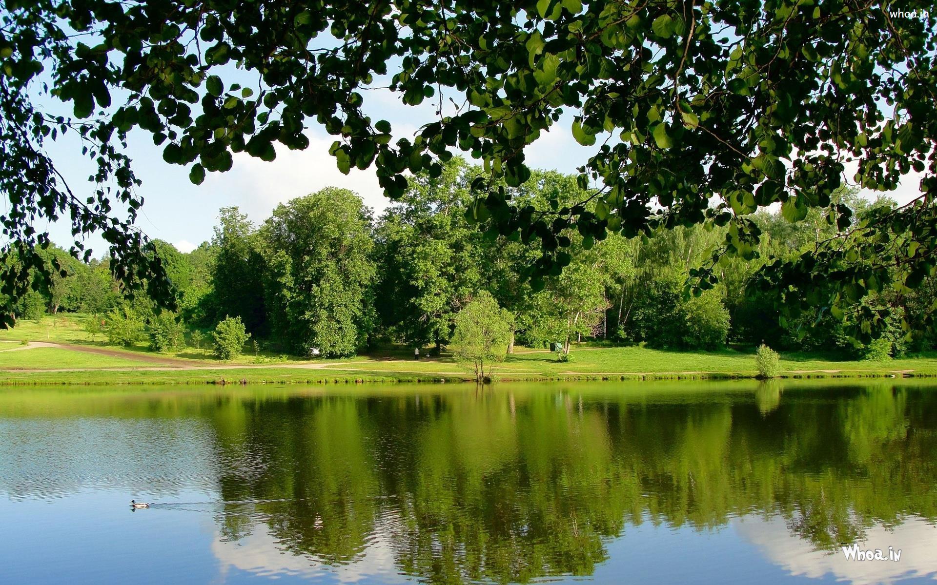 Natural Forest HD 1080P X 720P Desktop Wallpaper