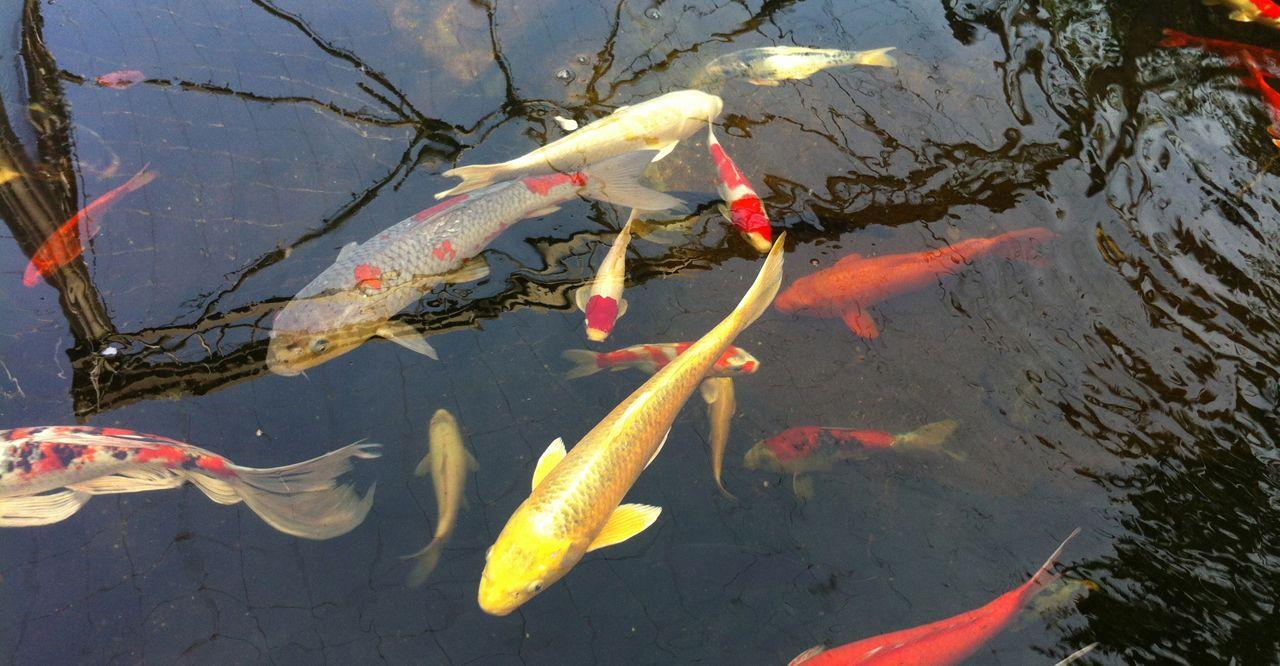 Koi Fish Pond Wallpaper, Koi Fish Pond Image Galleries,. W.Web